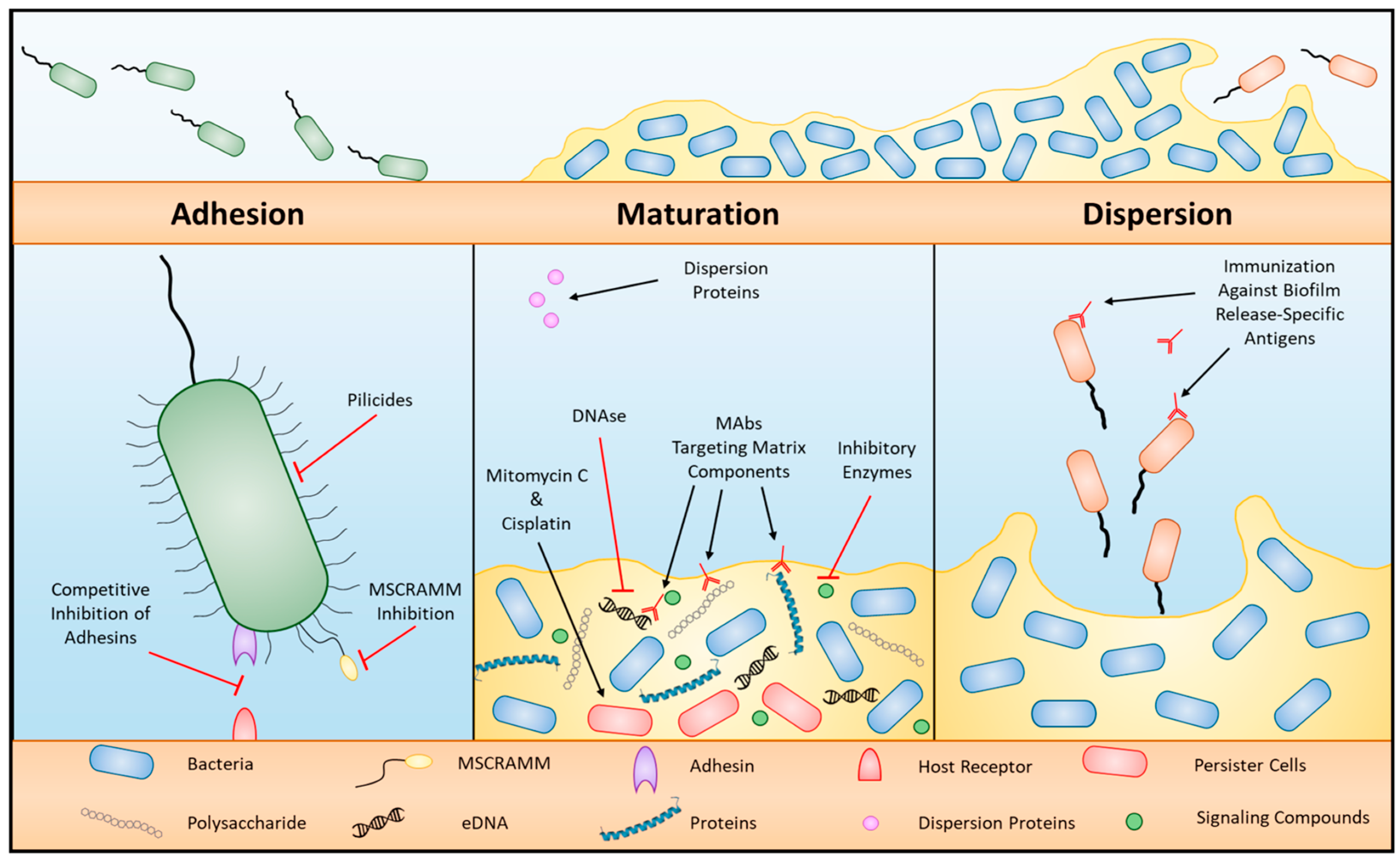 Microbiolres 14 00037 g003 Microbiolres 14 00037 g003