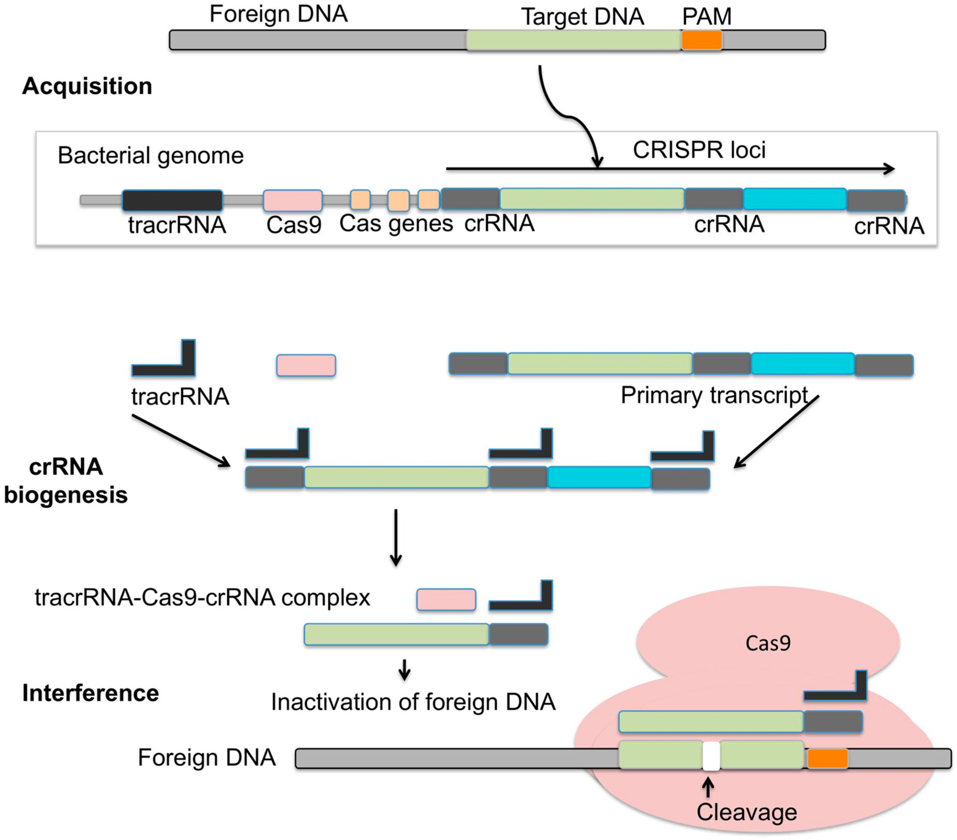 Microbiolres 14 00037 g004 Microbiolres 14 00037 g004