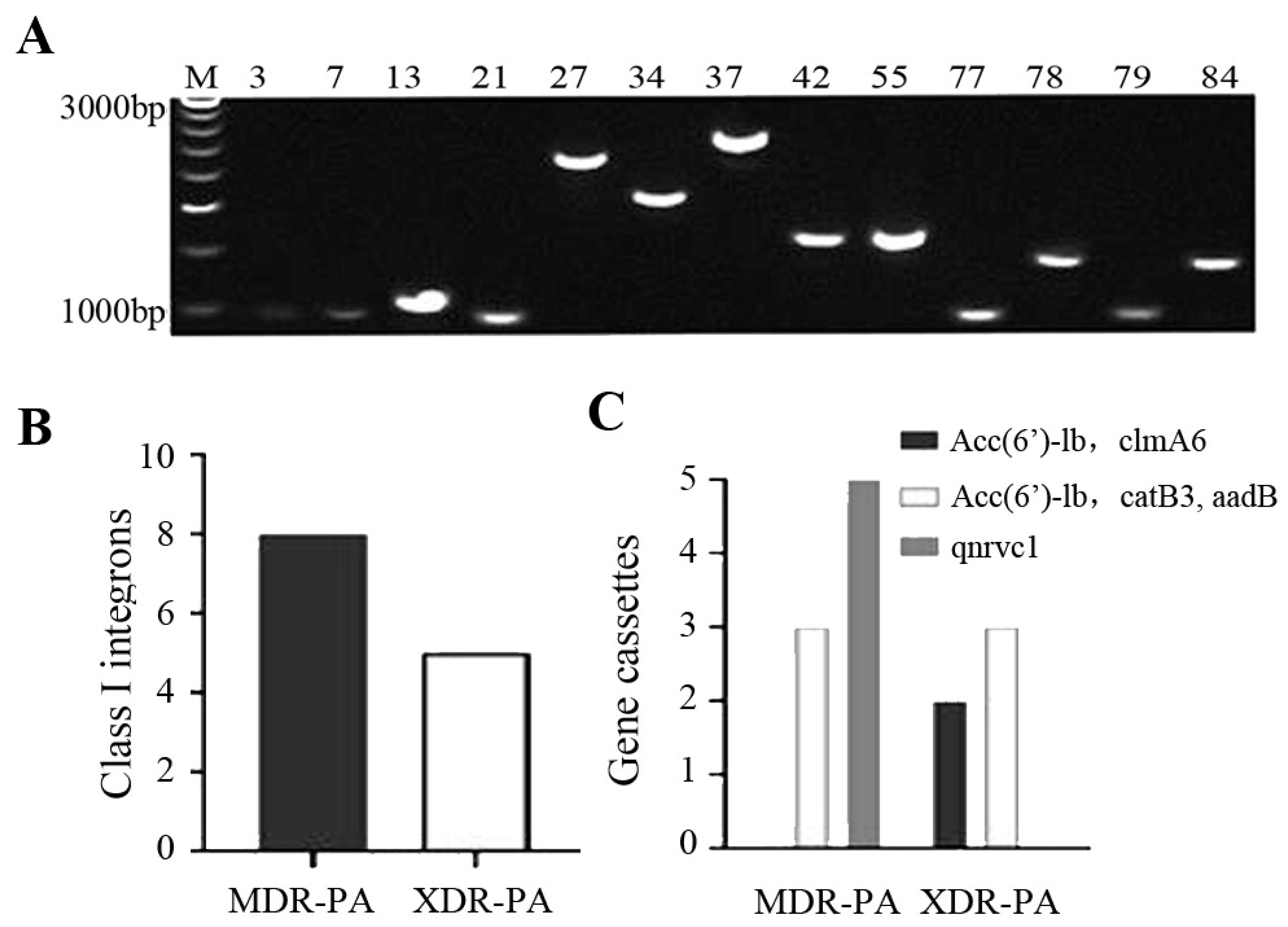 Microbiolres 14 00044 g002 Microbiolres 14 00044 g002