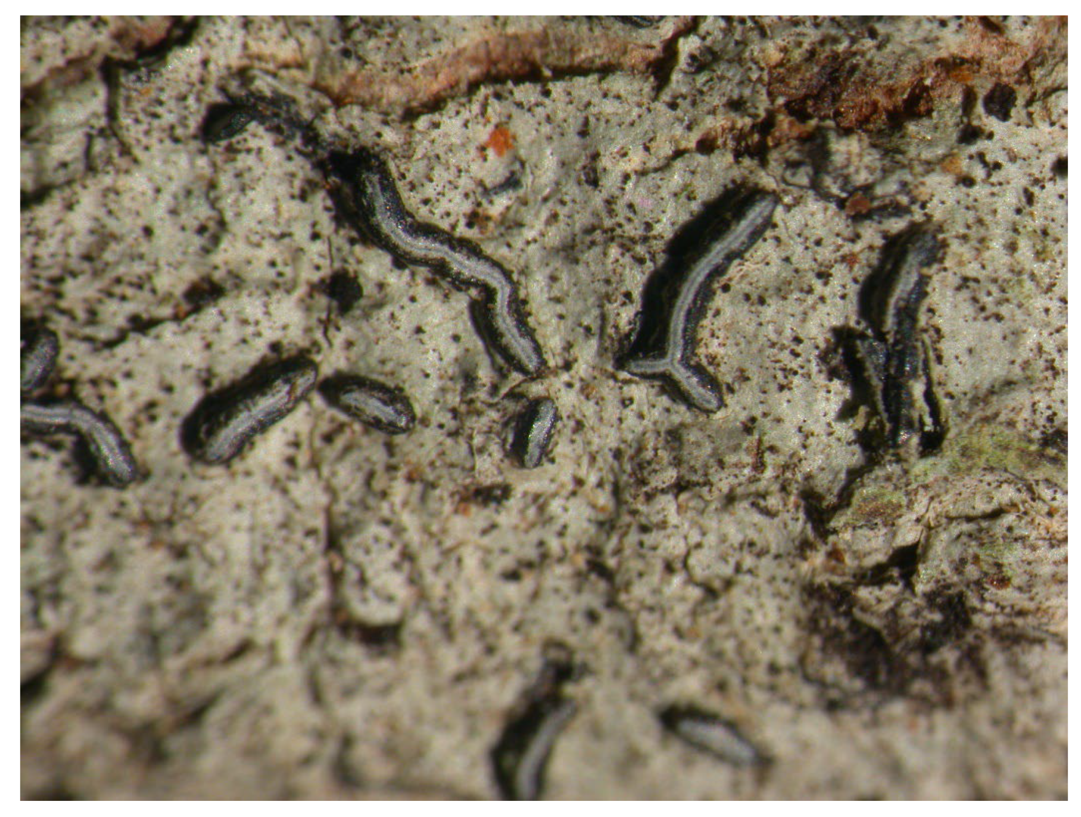 Microbiolres 14 00054 g001