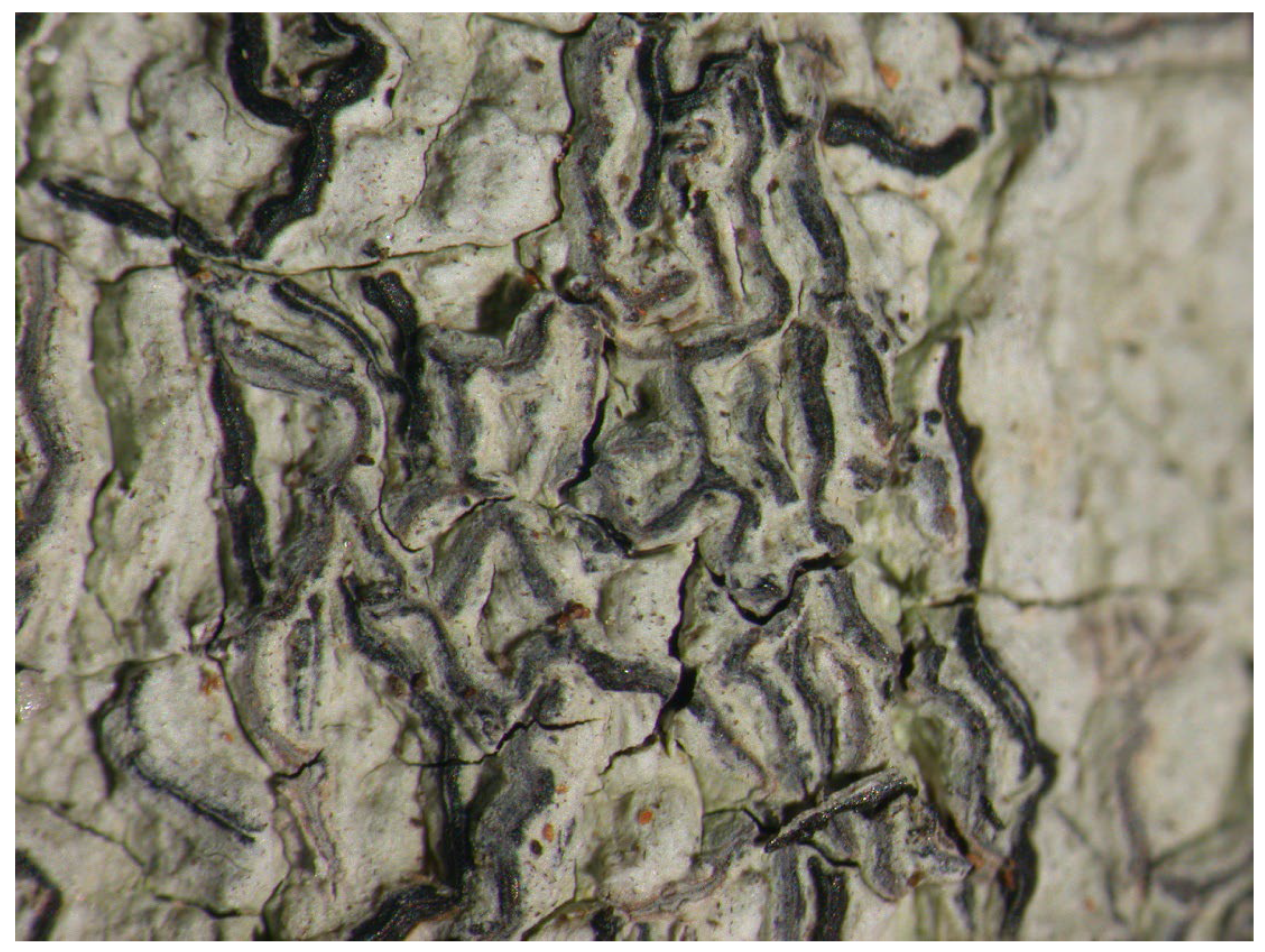 Microbiolres 14 00054 g002