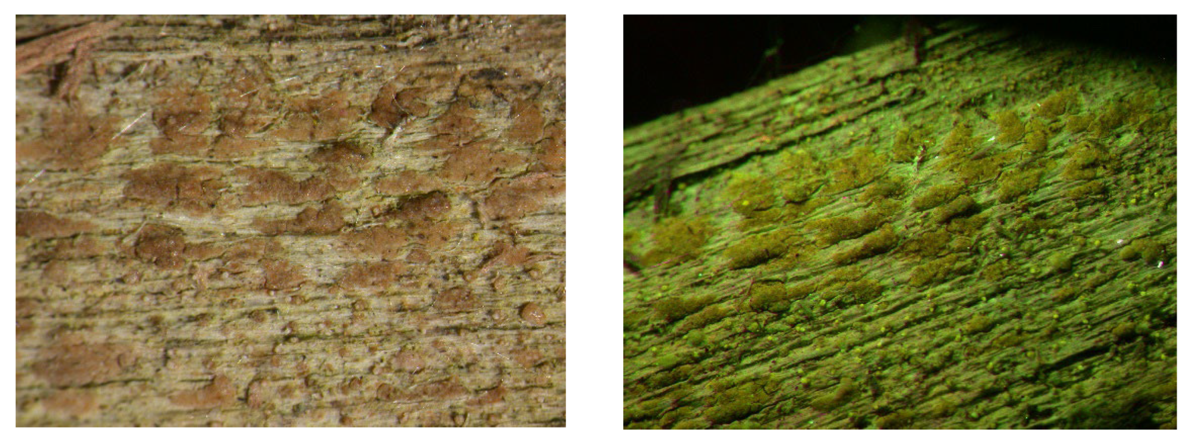 Microbiolres 14 00054 g003