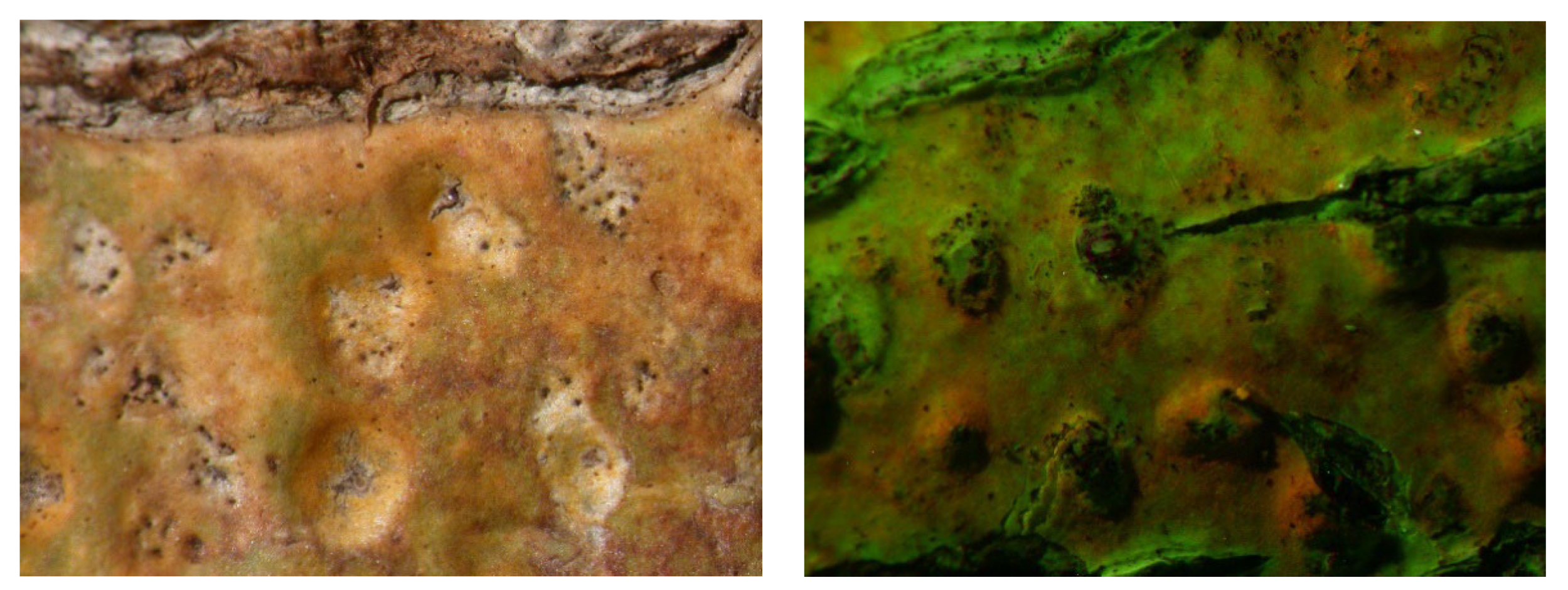 Microbiolres 14 00054 g004