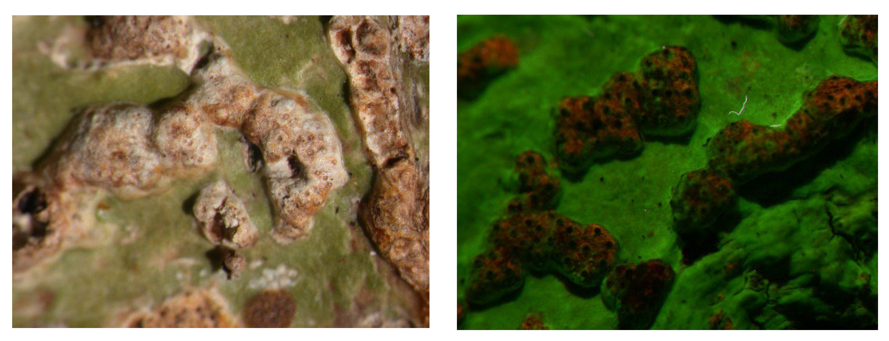 Microbiolres 14 00054 g005