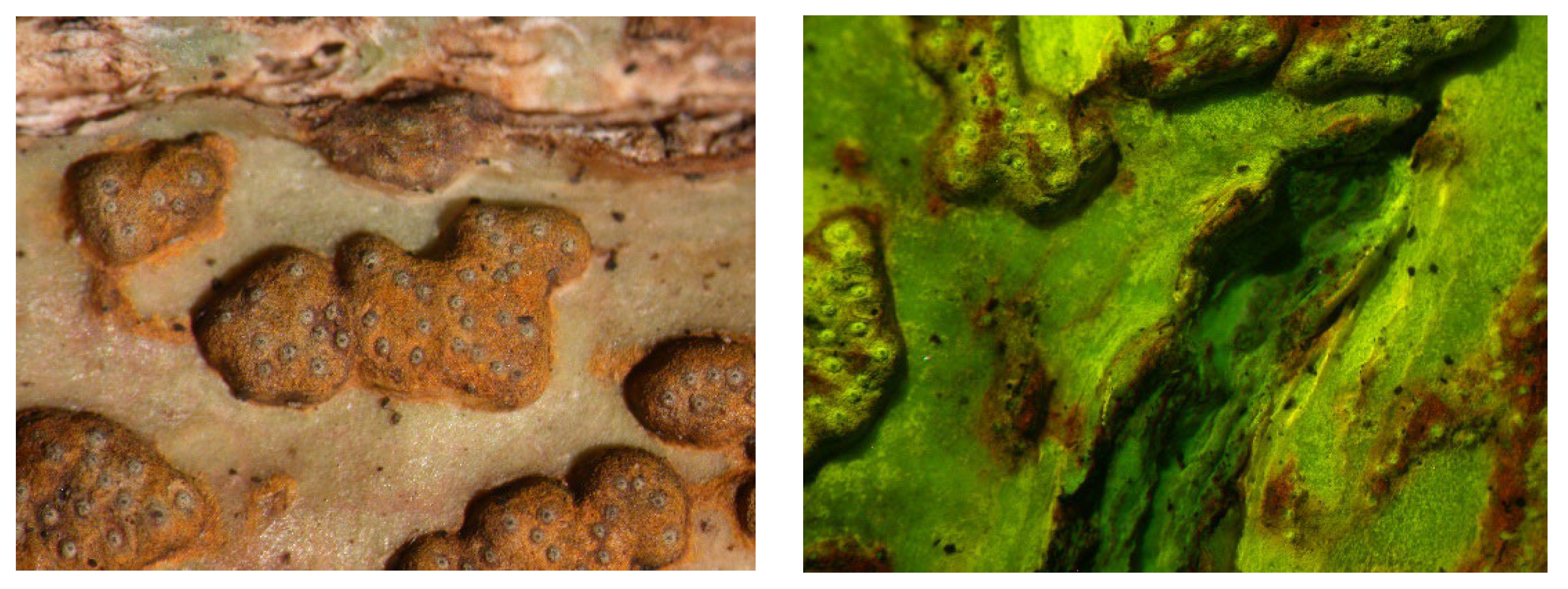 Microbiolres 14 00054 g006