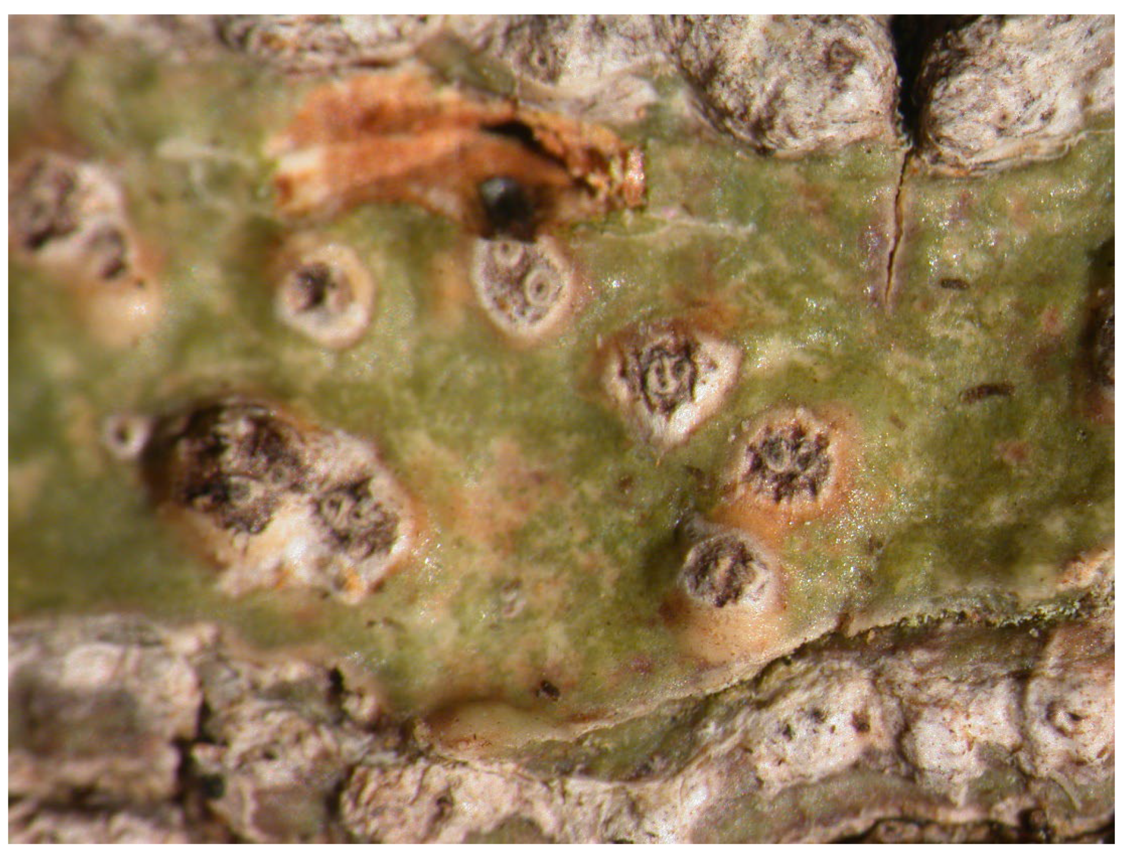 Microbiolres 14 00054 g007