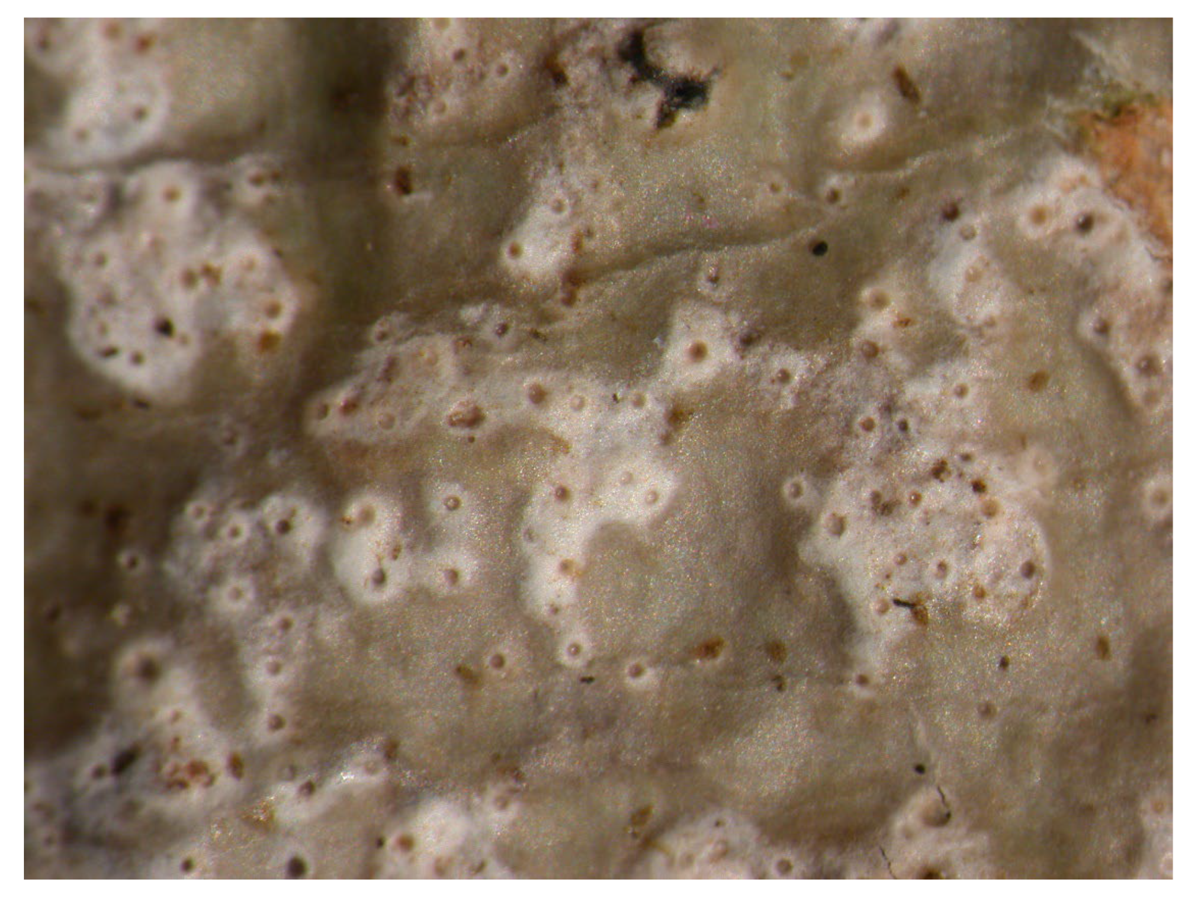 Microbiolres 14 00054 g008