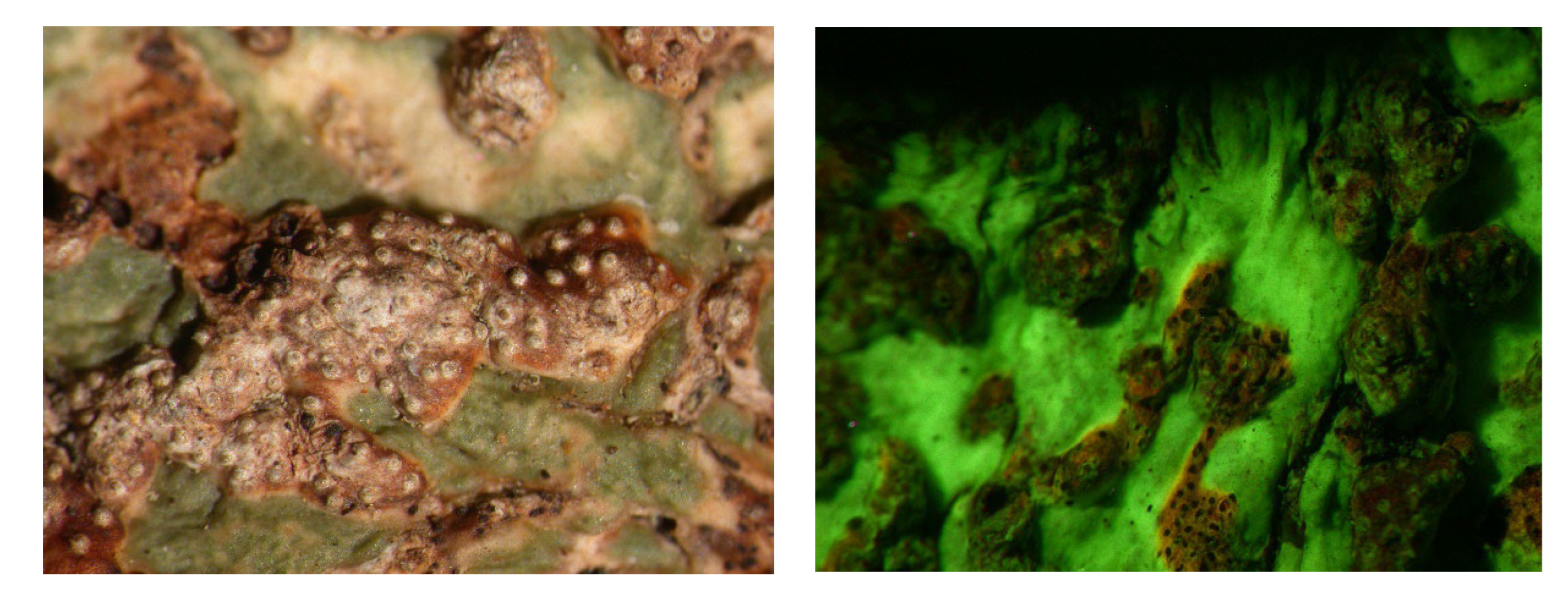 Microbiolres 14 00054 g009