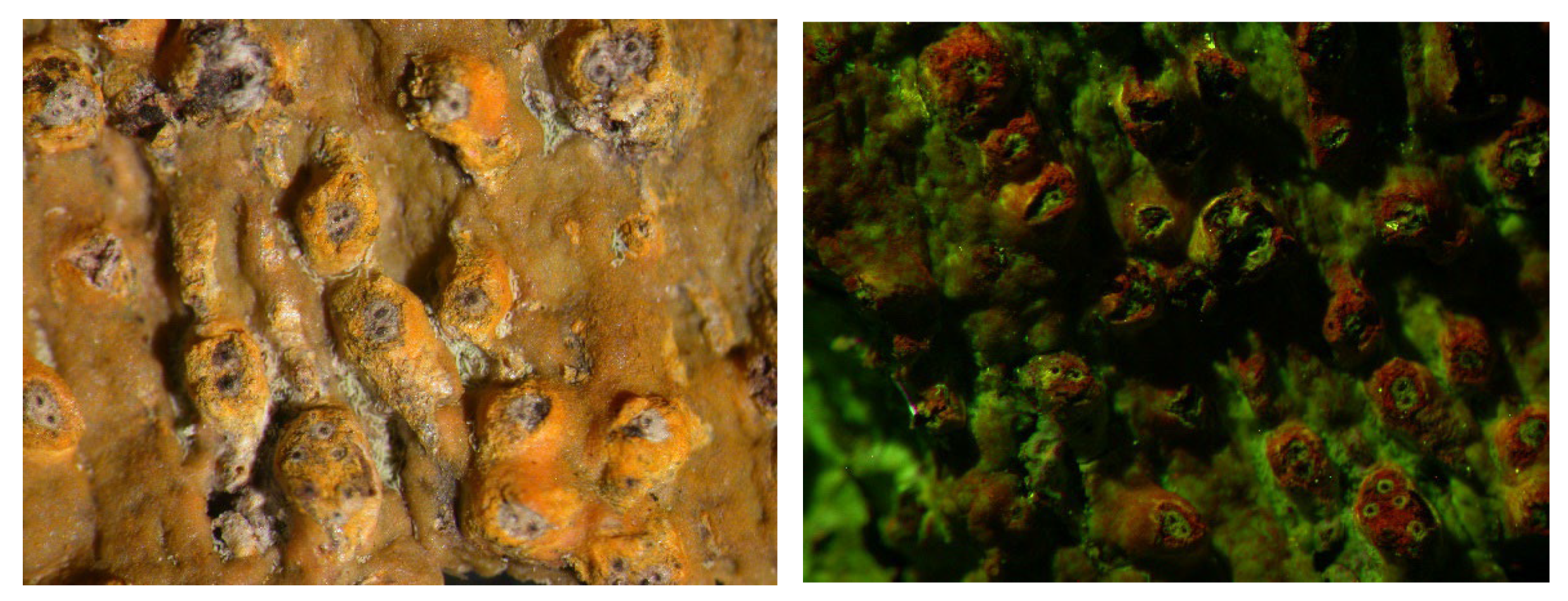 Microbiolres 14 00054 g010