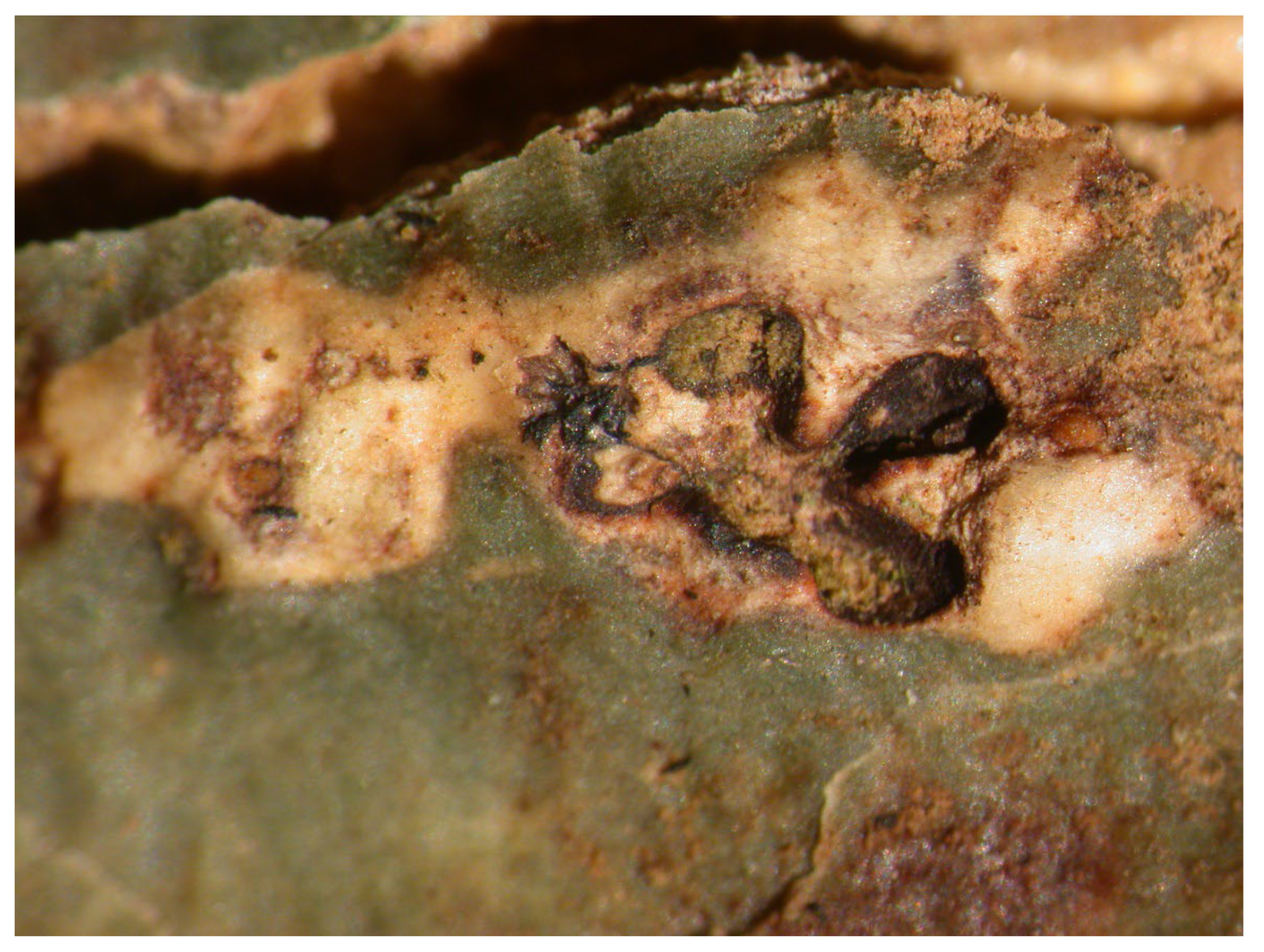 Microbiolres 14 00054 g011