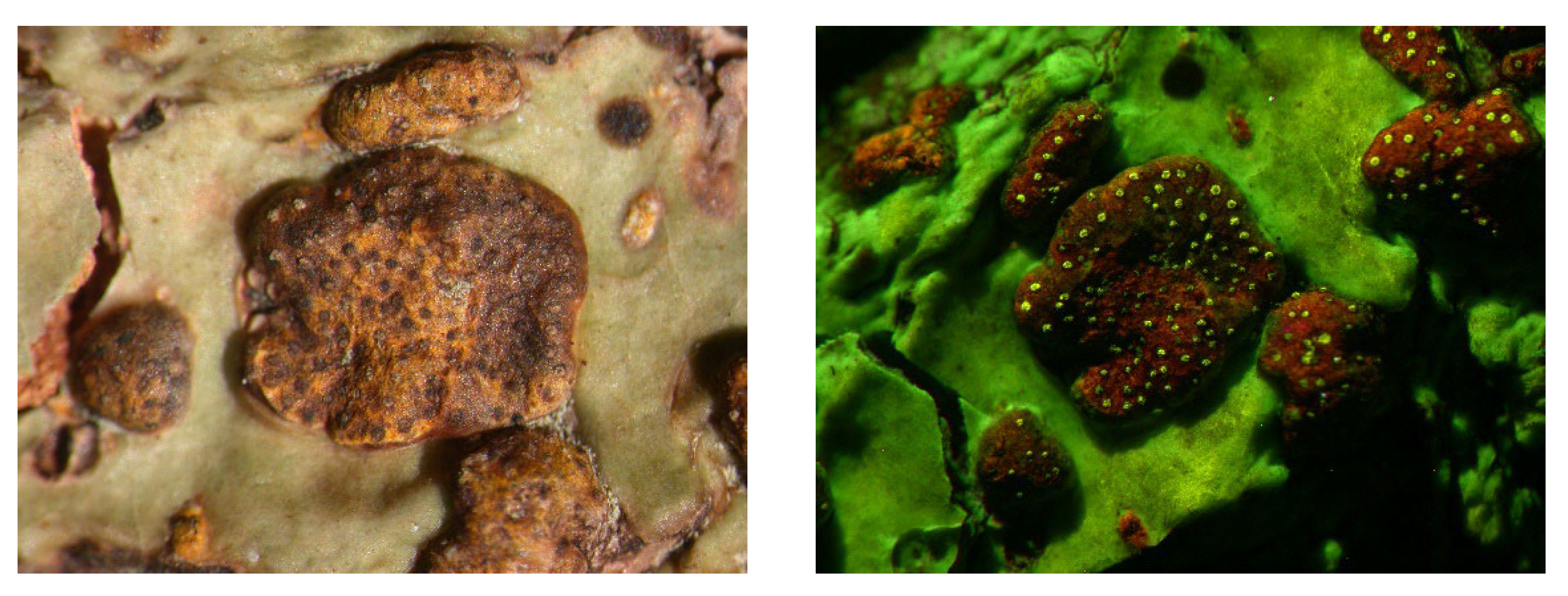 Microbiolres 14 00054 g012