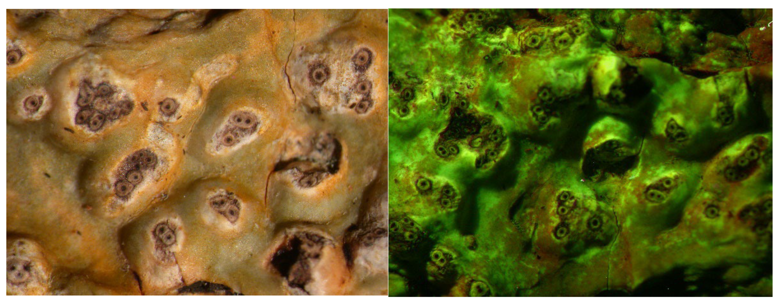 Microbiolres 14 00054 g013