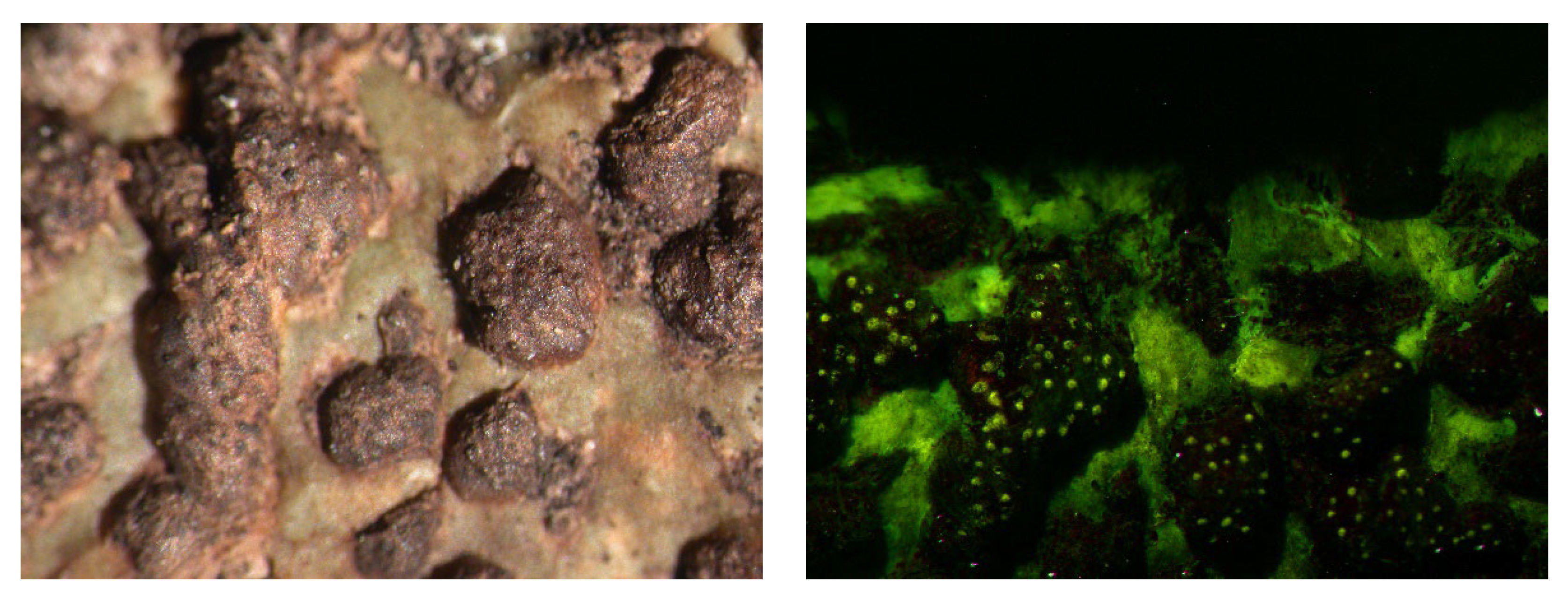 Microbiolres 14 00054 g014