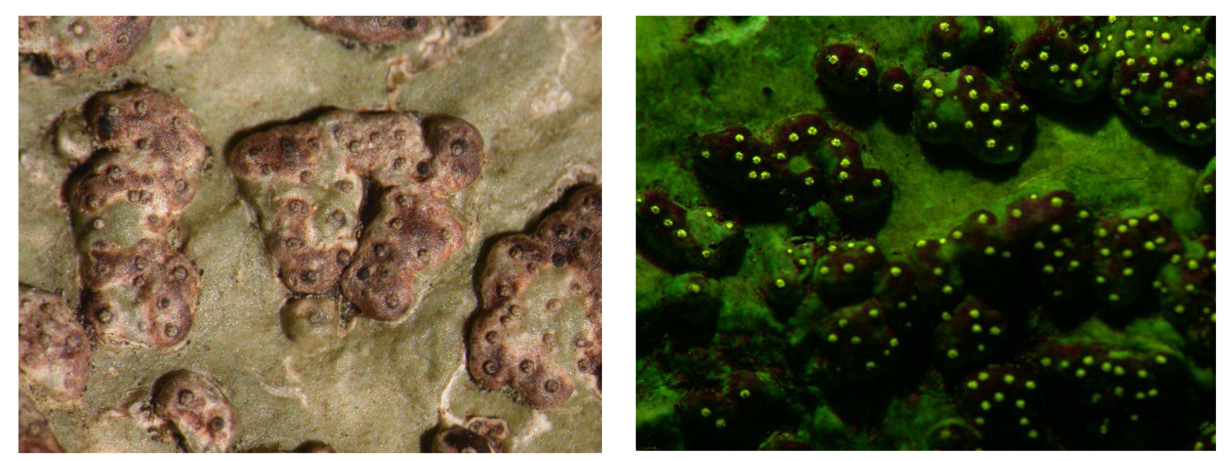 Microbiolres 14 00054 g015