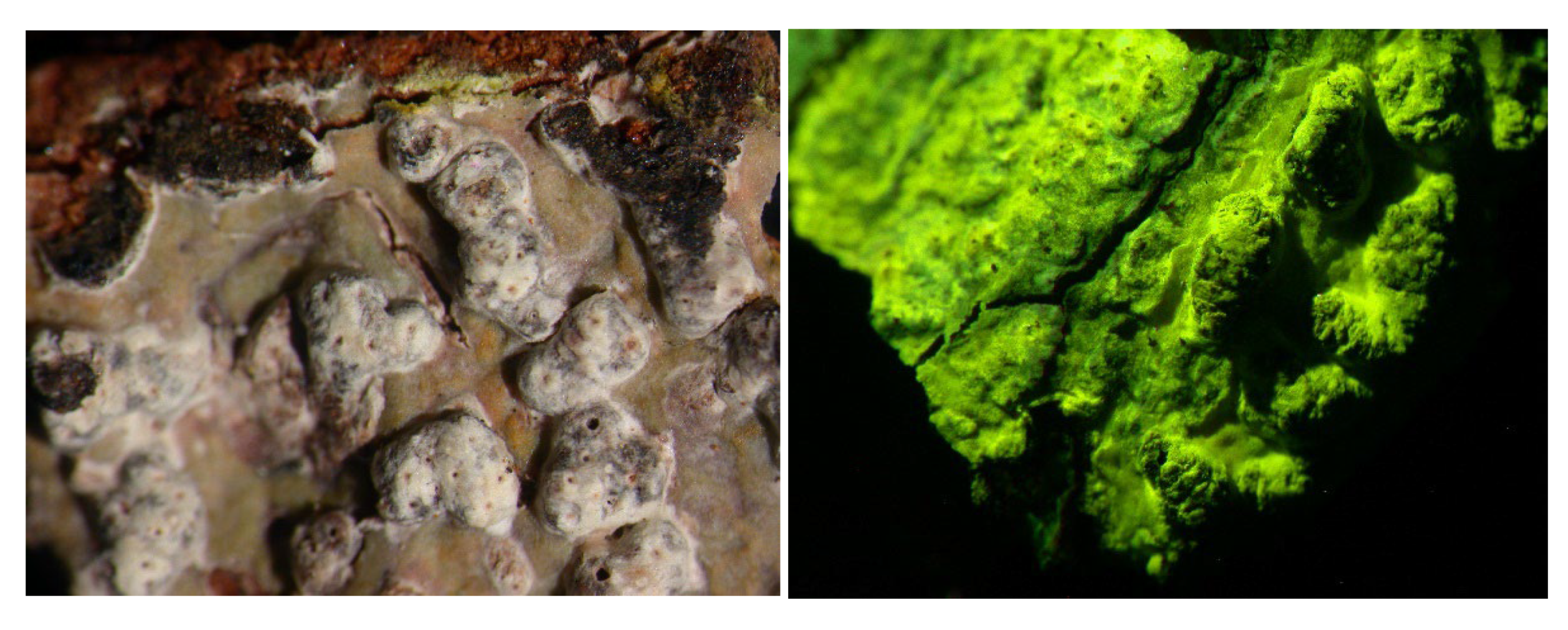 Microbiolres 14 00054 g016