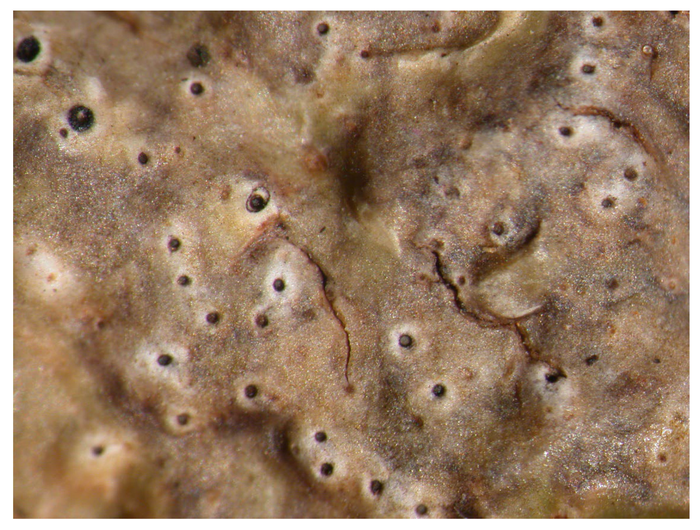 Microbiolres 14 00054 g017