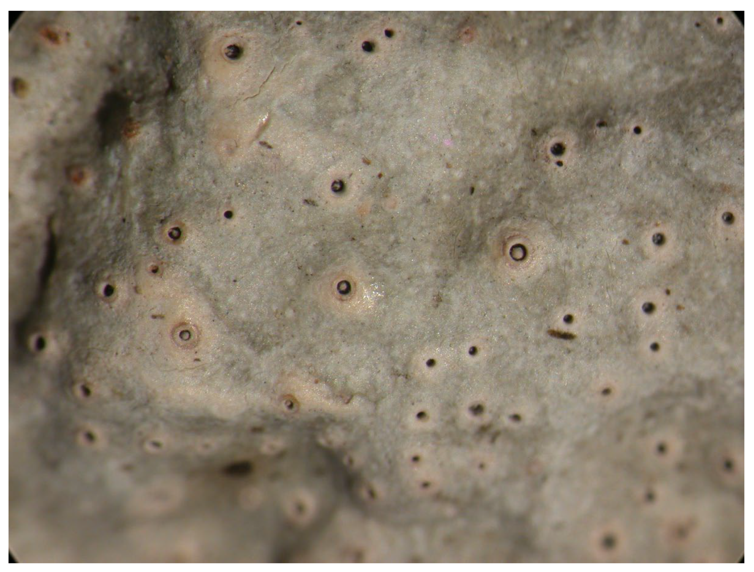 Microbiolres 14 00054 g018