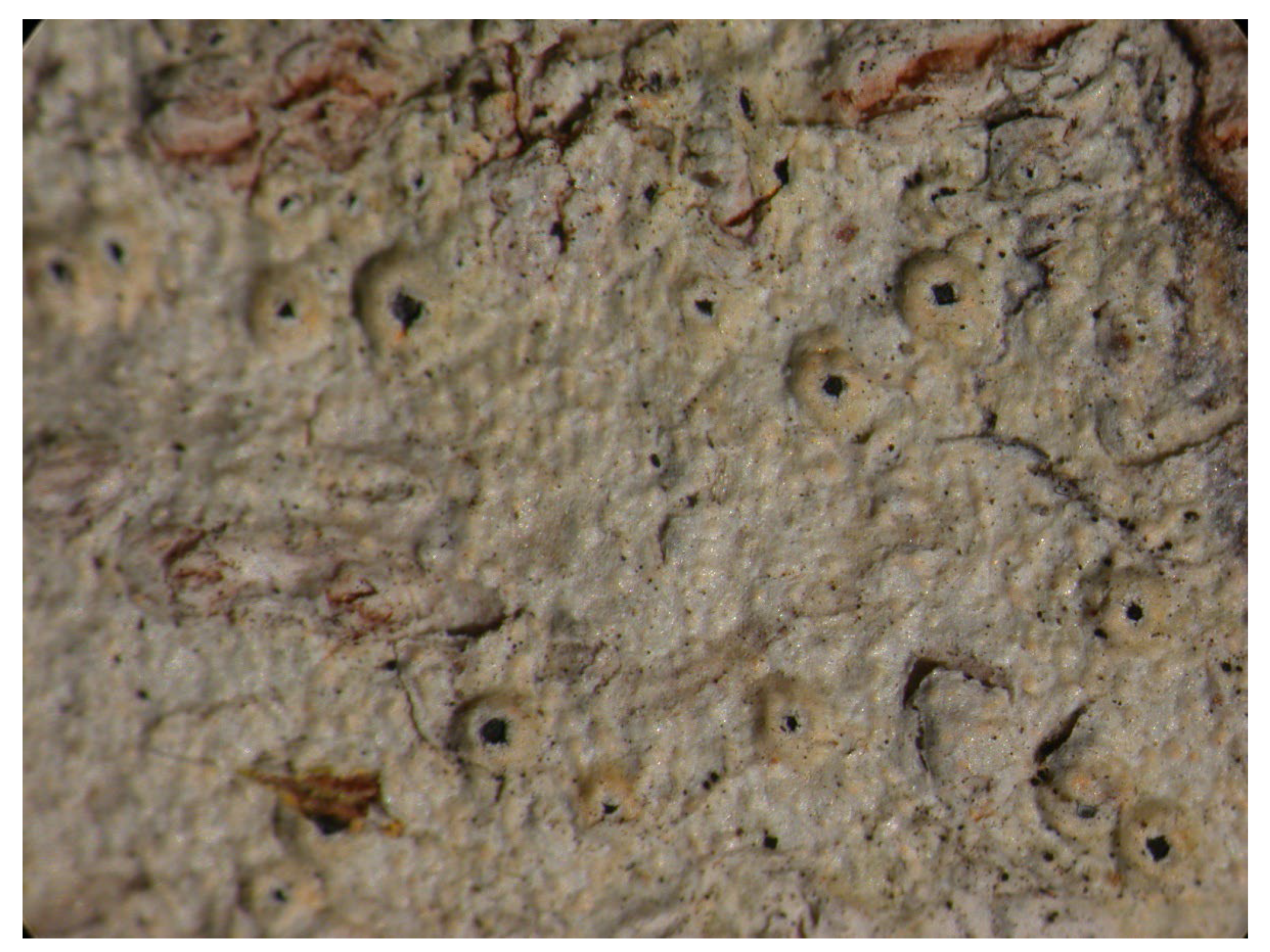 Microbiolres 14 00054 g019