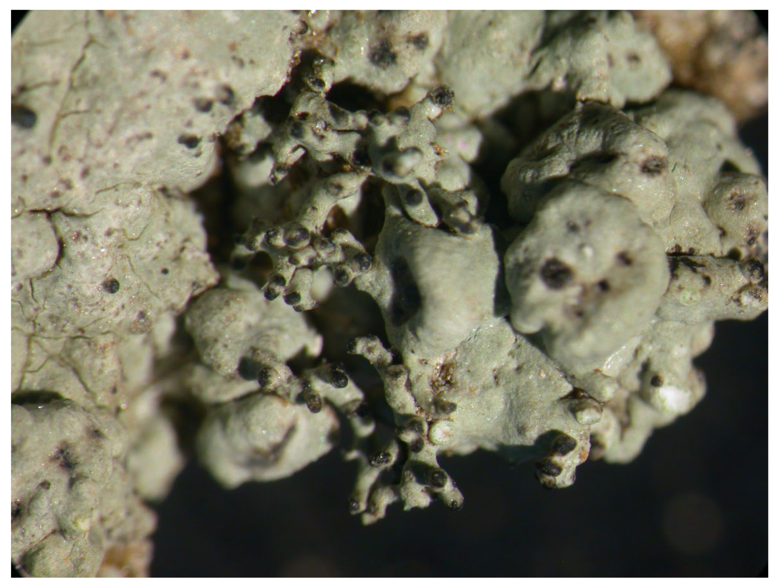 Microbiolres 14 00054 g020