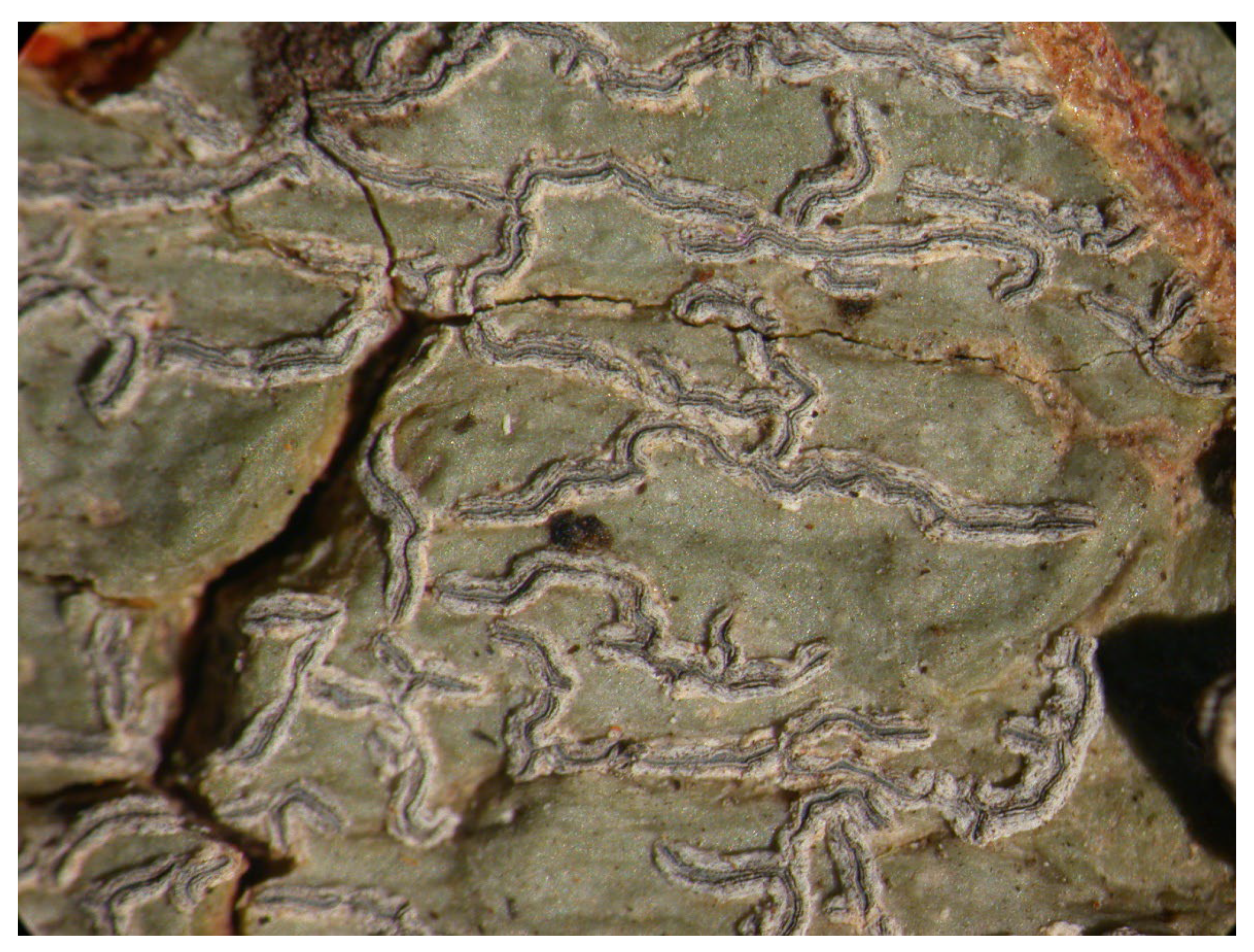 Microbiolres 14 00054 g021