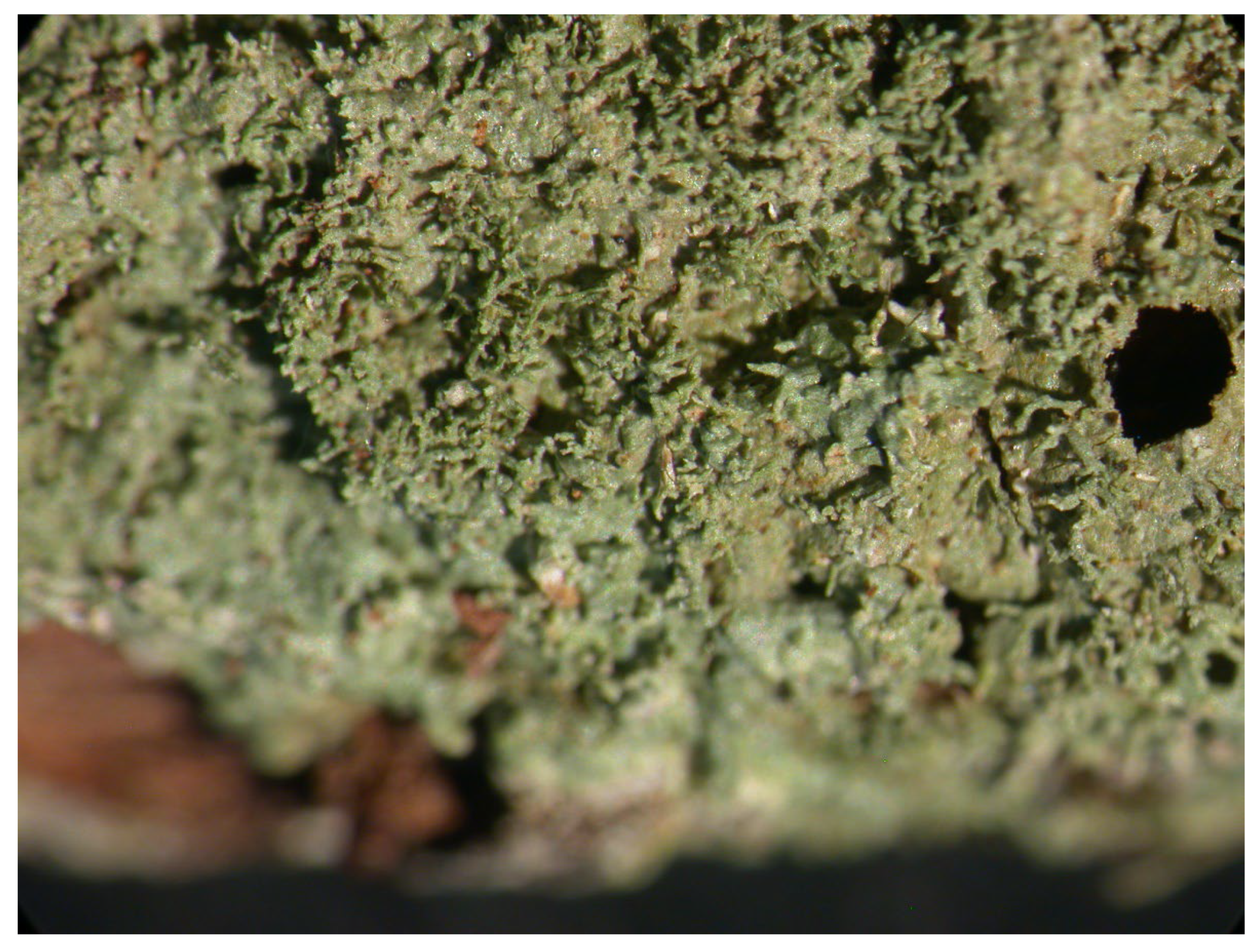 Microbiolres 14 00054 g022