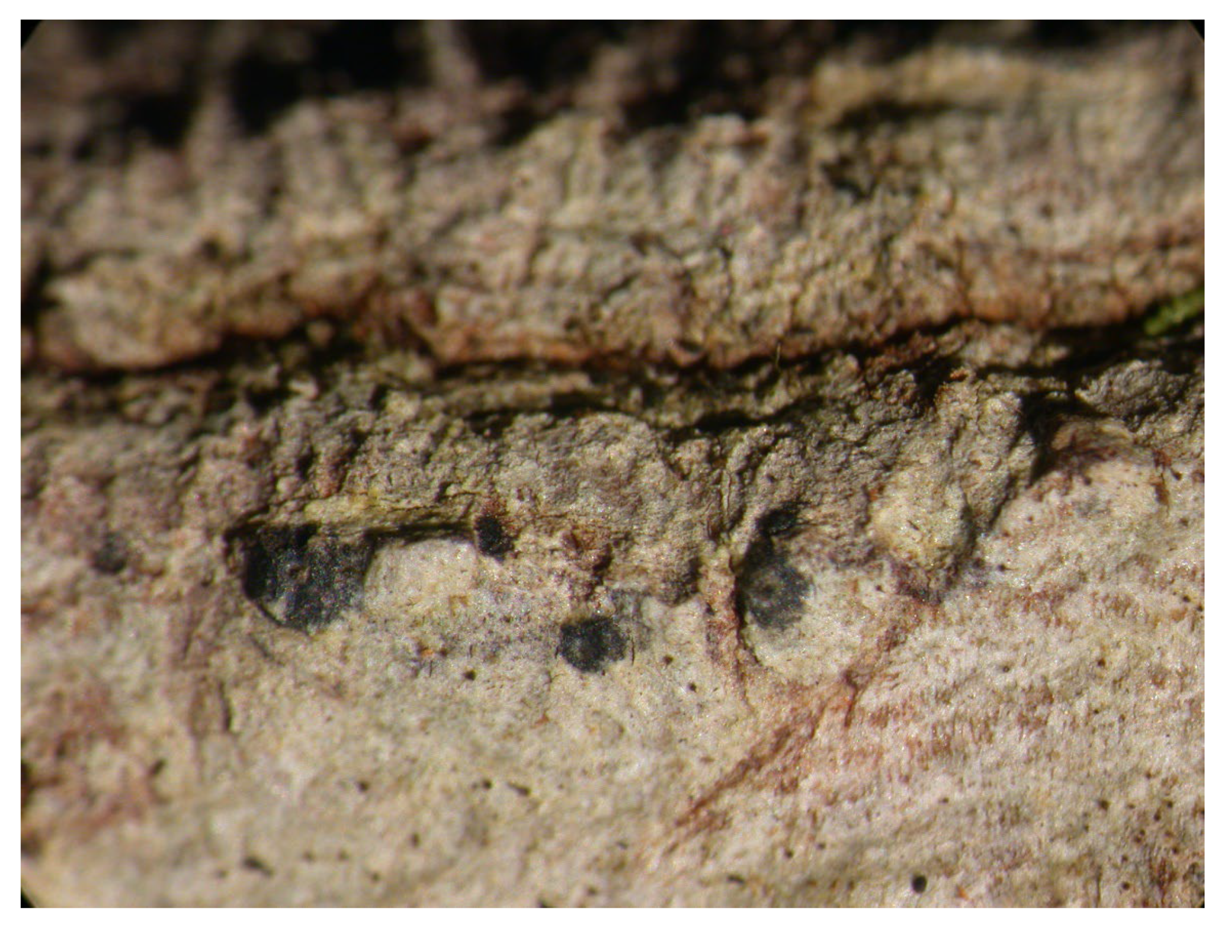 Microbiolres 14 00054 g023