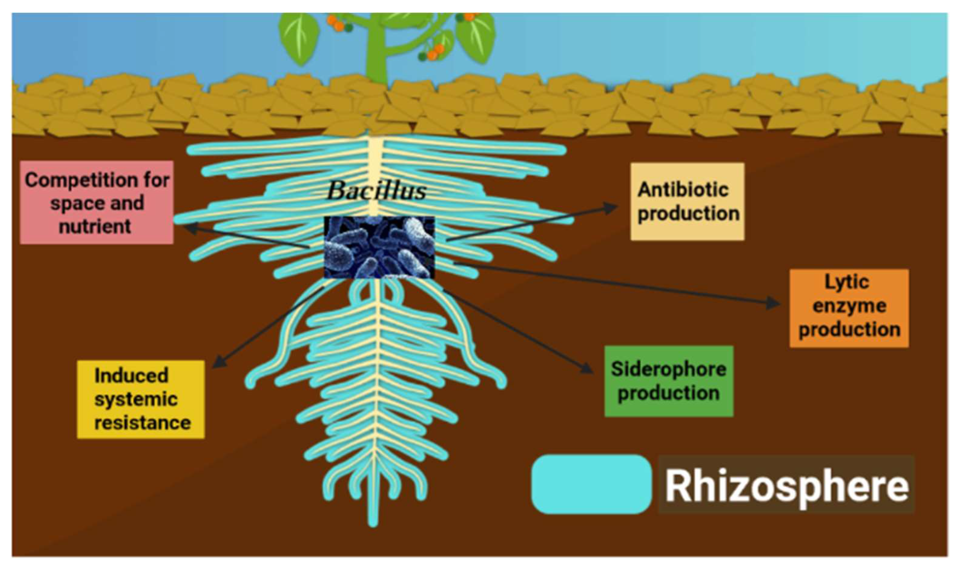 Microbiolres 14 00062 g001 Microbiolres 14 00062 g001