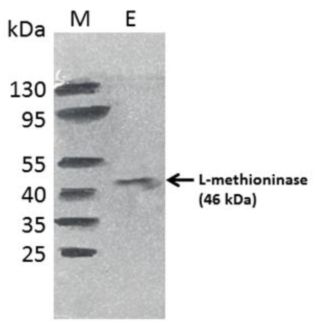 Microbiolres 14 00066 g005