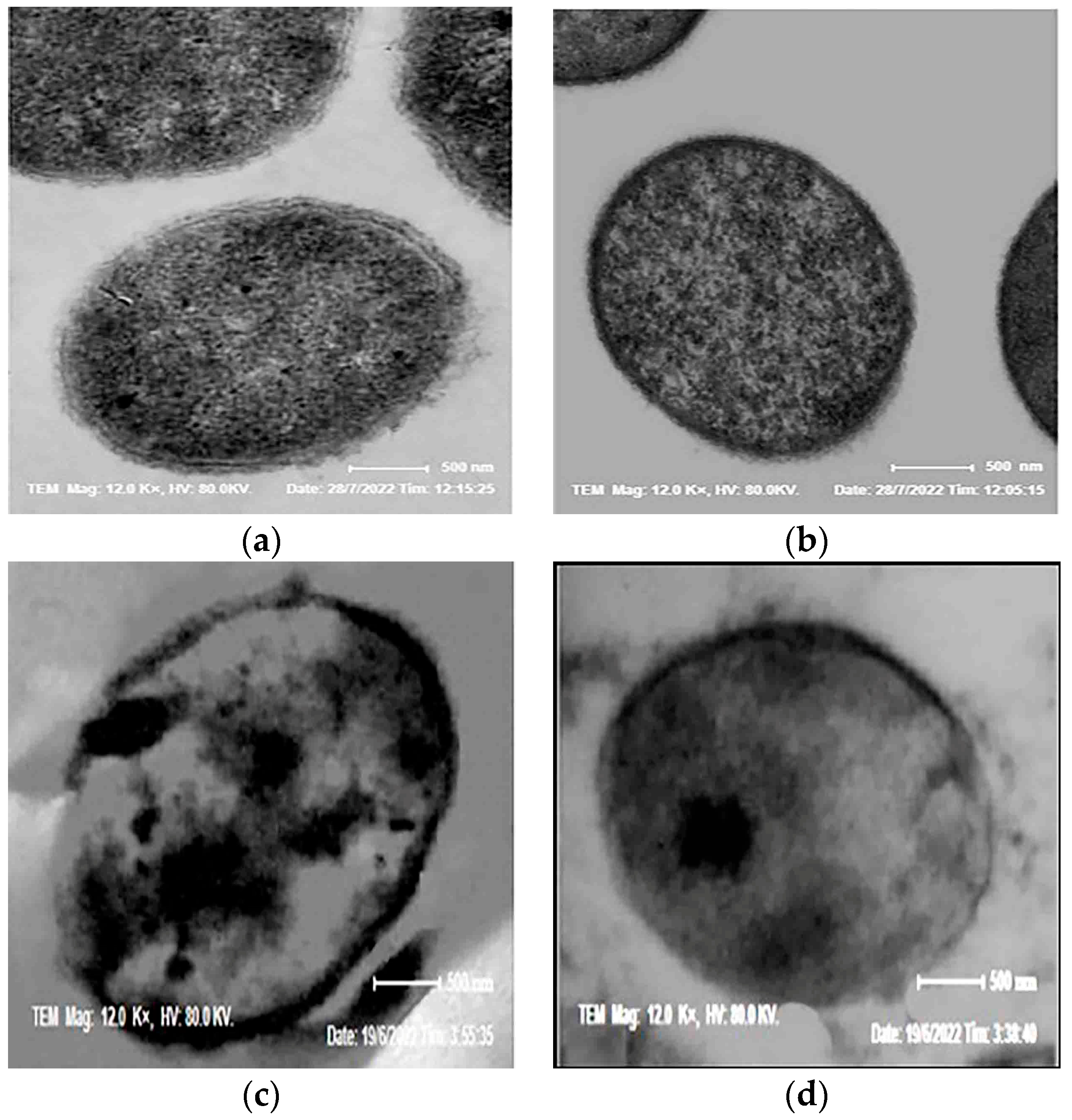 Microbiolres 14 00083 g007