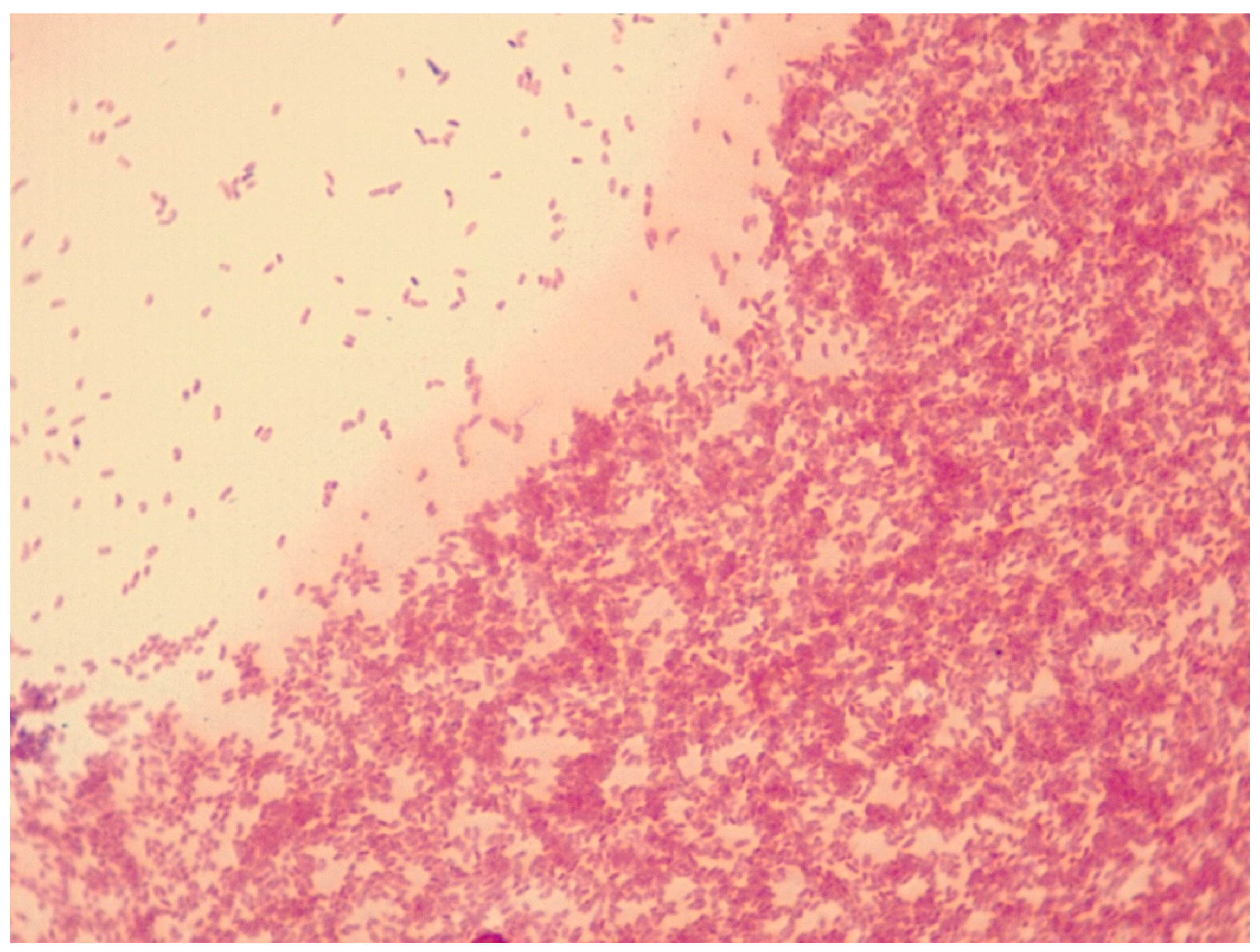 Microbiolres 14 00089 g001 Microbiolres 14 00089 g001