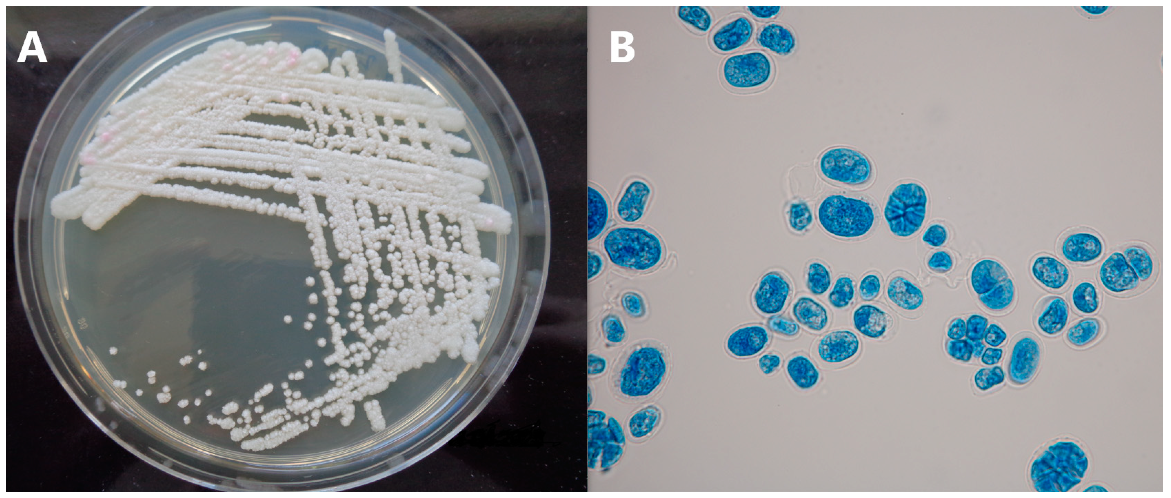 Microbiolres 14 00091 g003