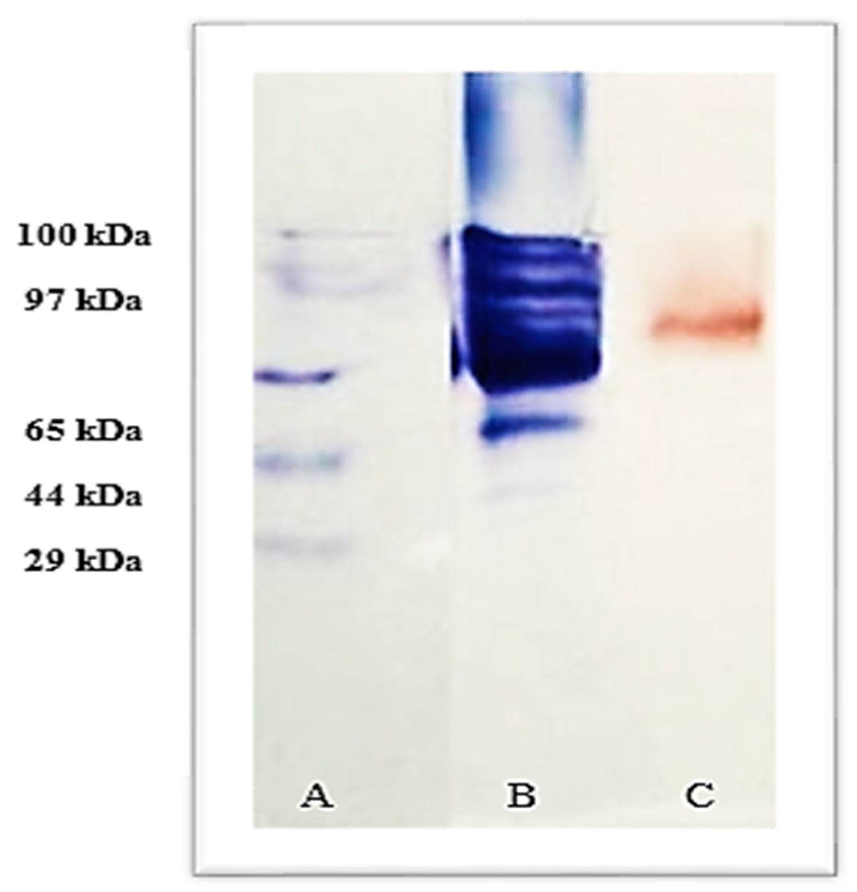 Microbiolres 14 00095 g004