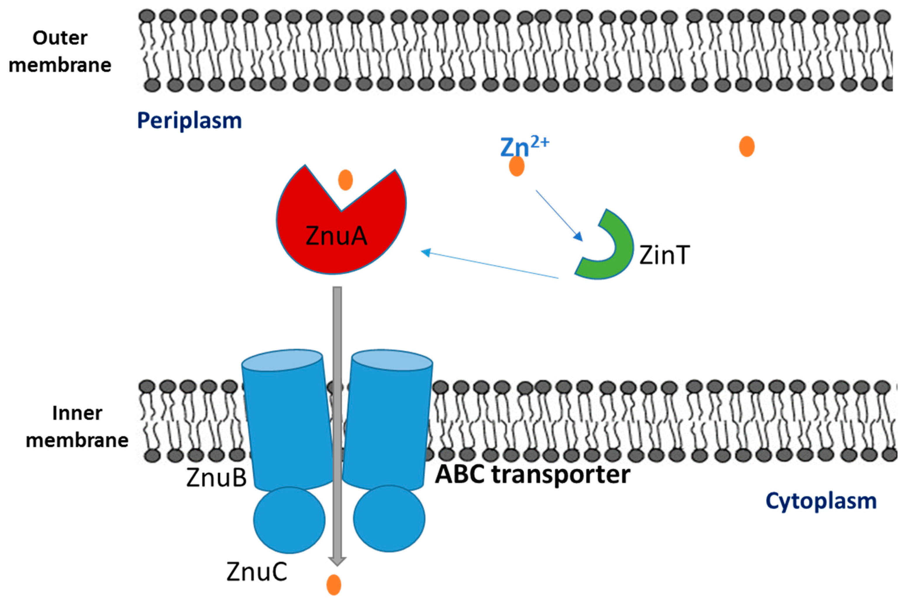 Microbiolres 14 00099 g006 Microbiolres 14 00099 g006