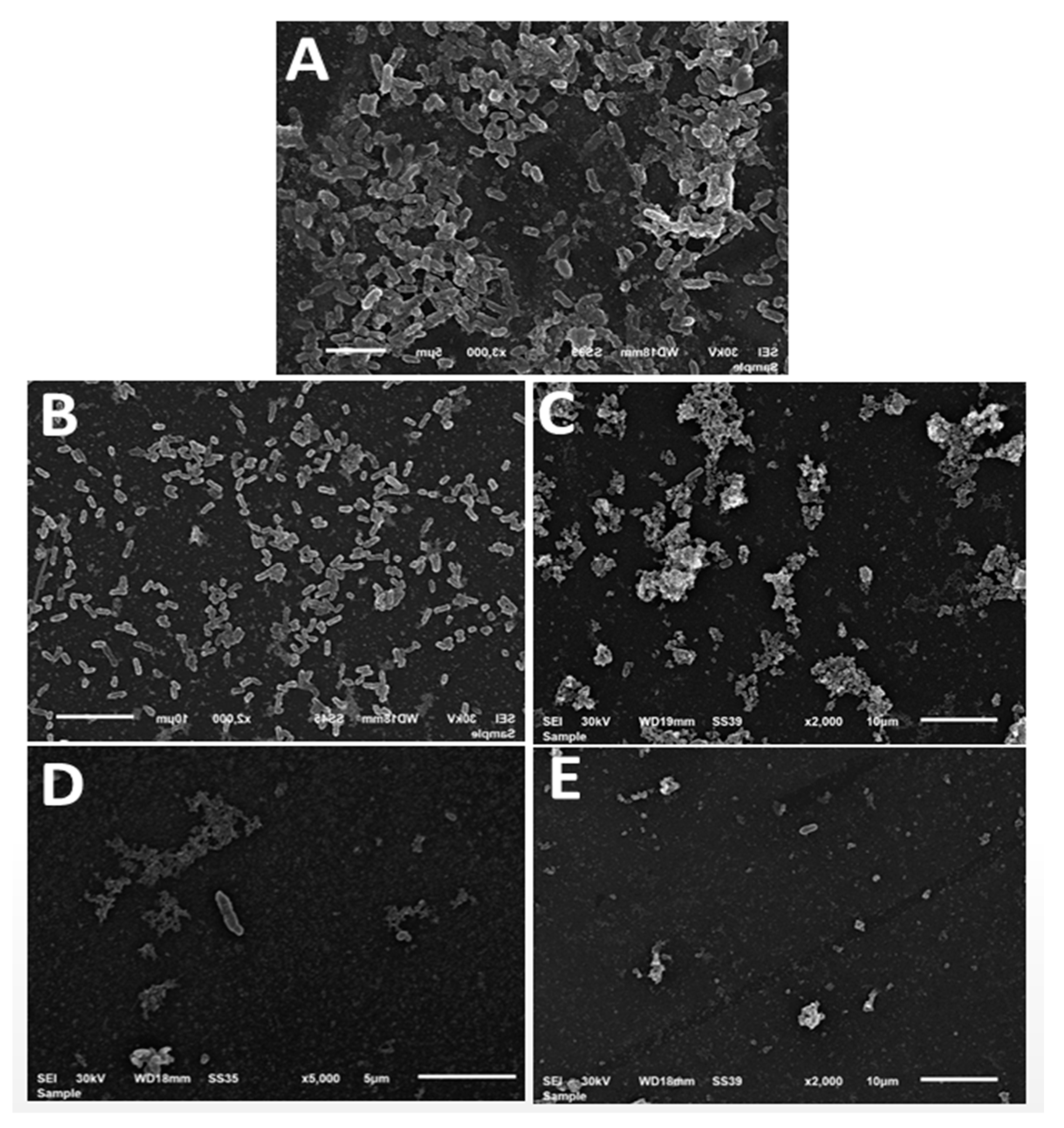 Microbiolres 14 00102 g011