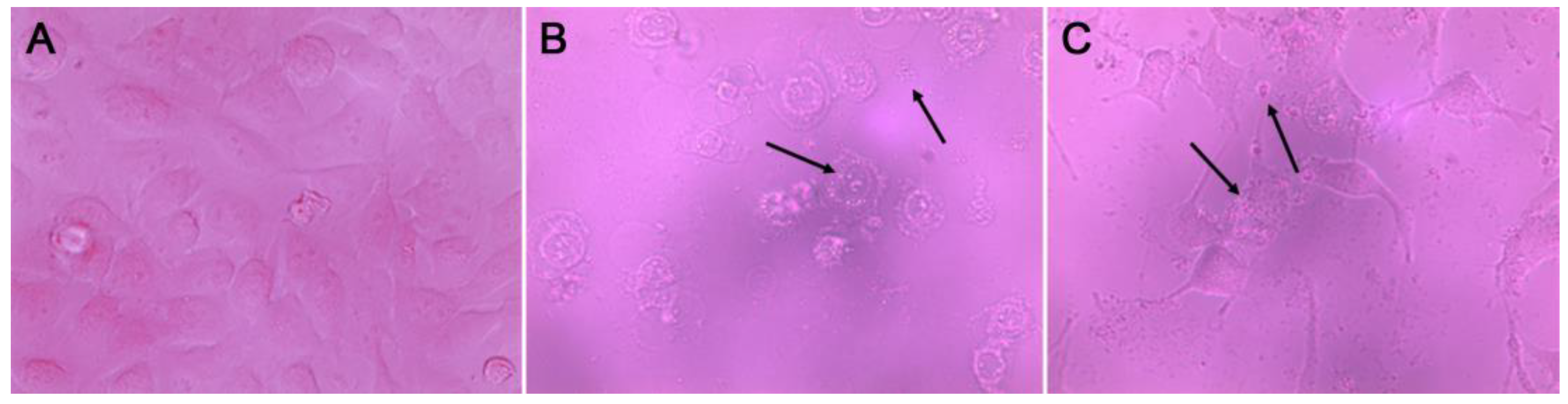 Microbiolres 14 00105 g001