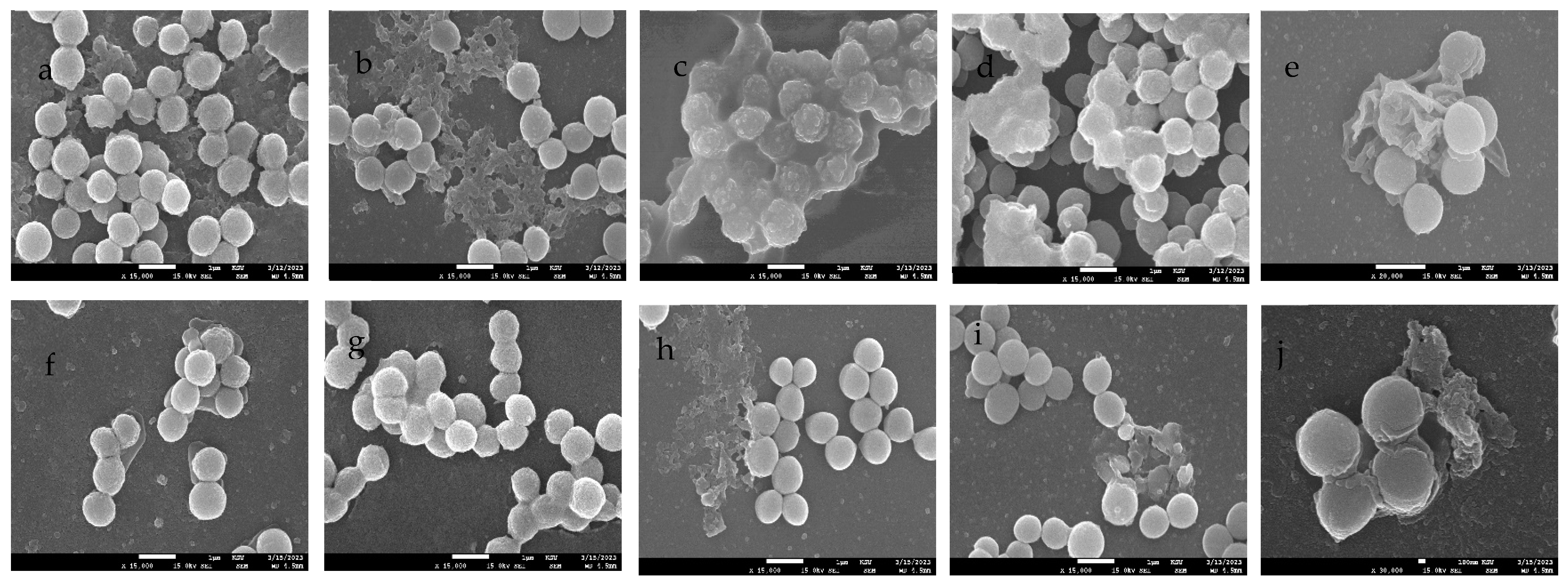 Microbiolres 14 00110 g006