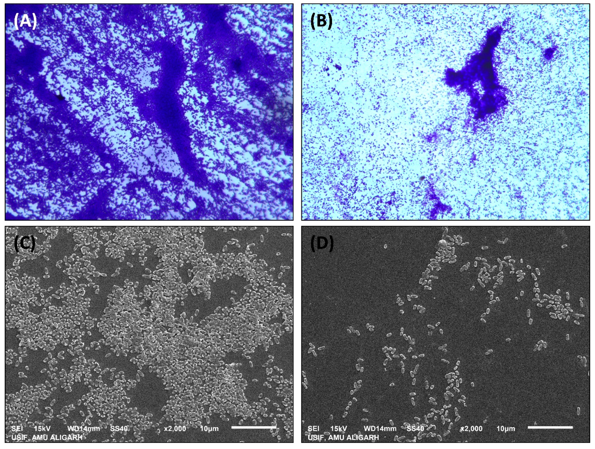 Microbiolres 14 00114 g007