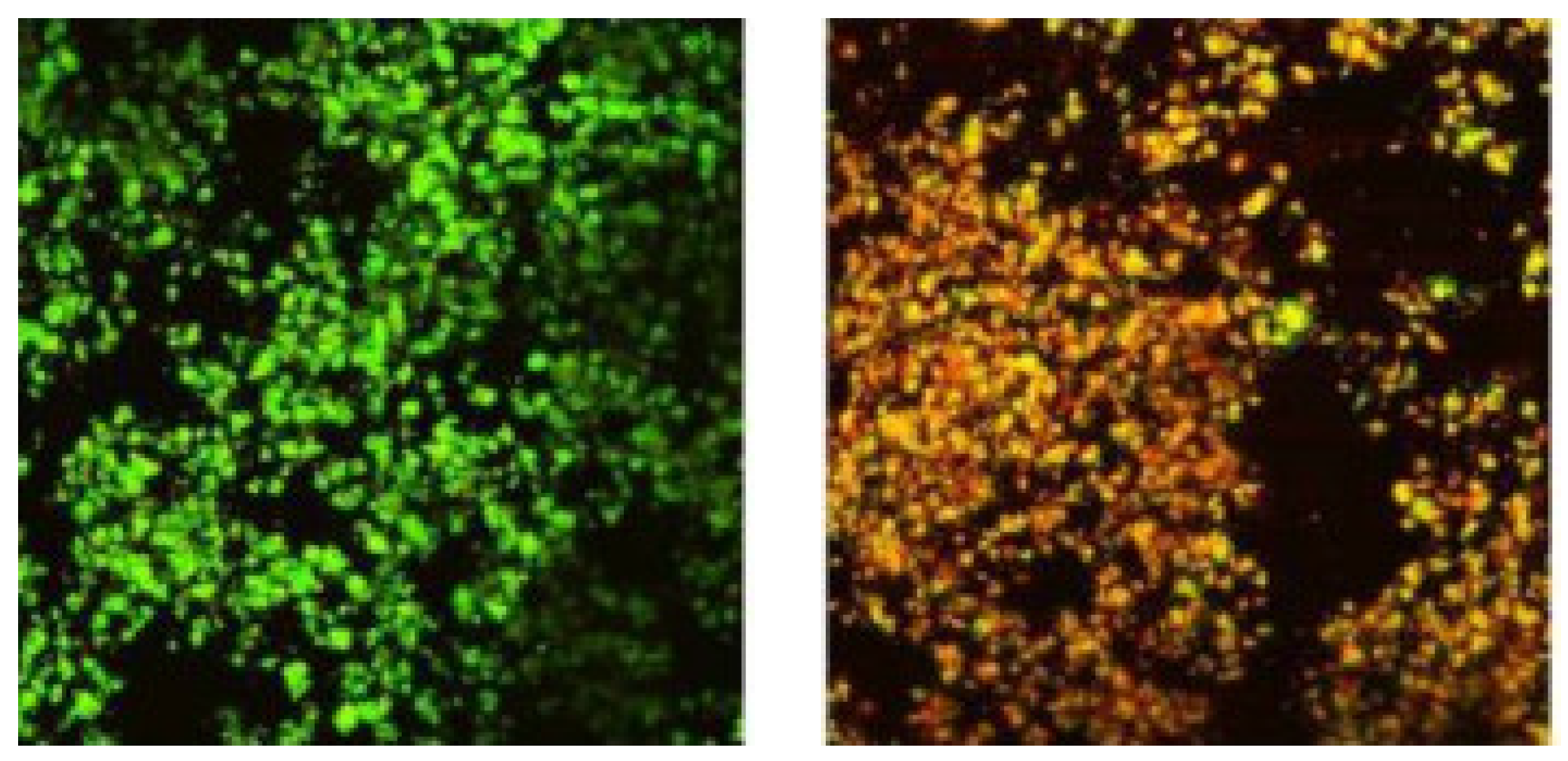 Microbiolres 14 00119 g006 Microbiolres 14 00119 g006