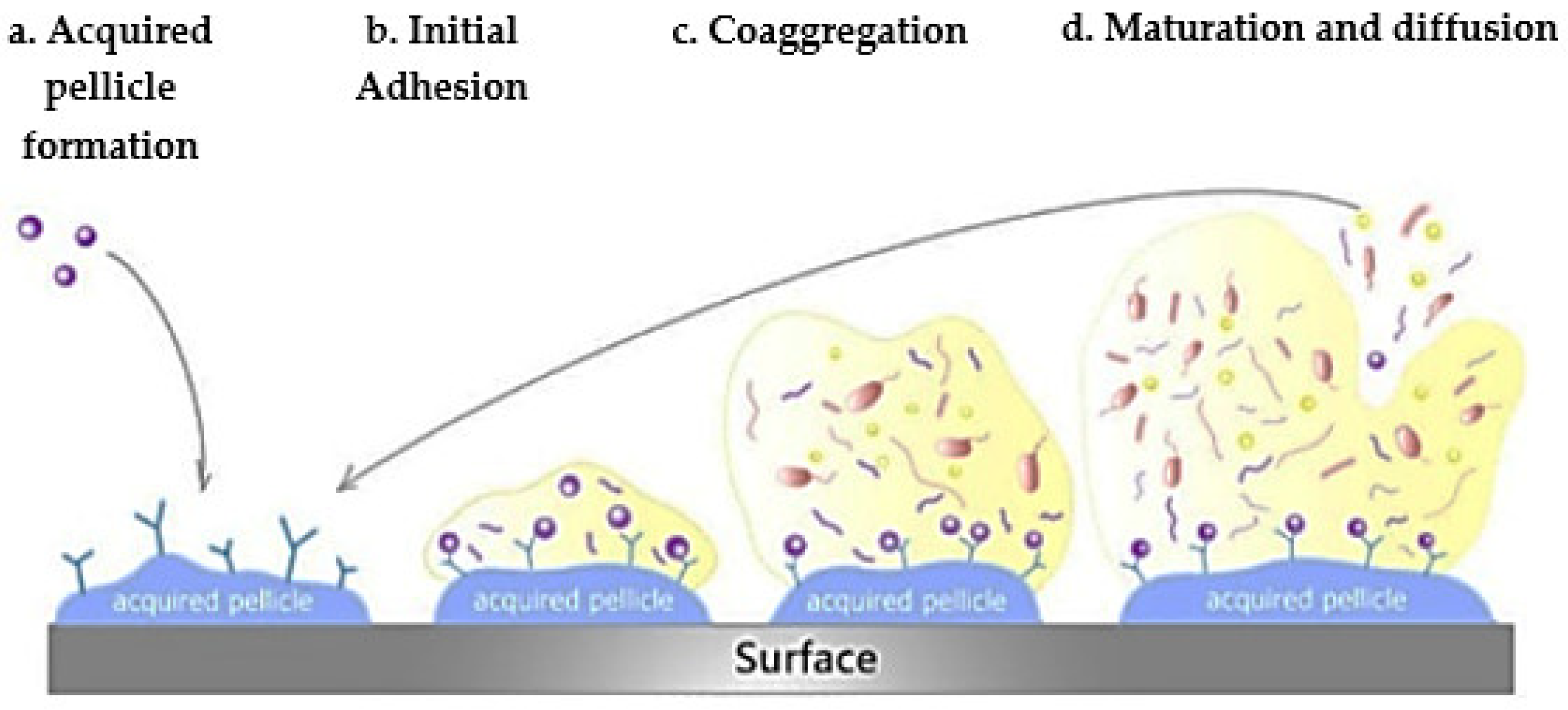 Microbiolres 14 00119 g007 Microbiolres 14 00119 g007