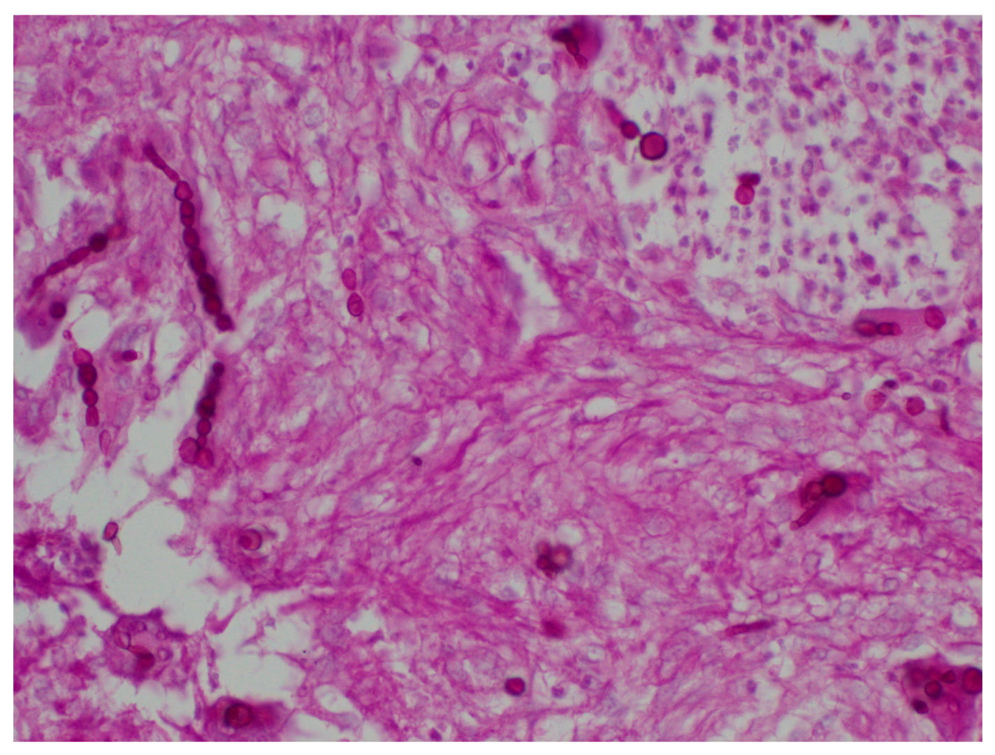 Microbiolres 14 00120 g004