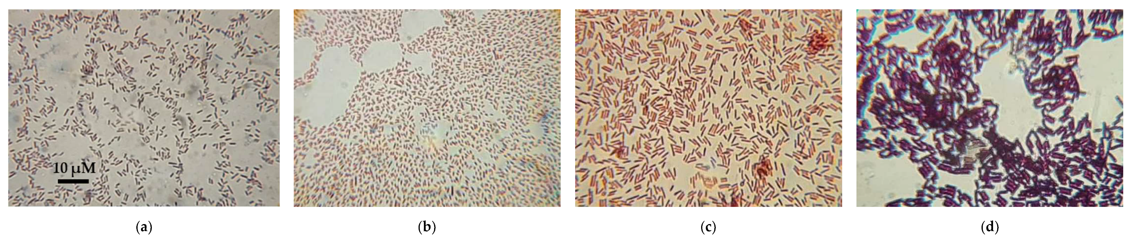 Microbiolres 14 00123 g002 Microbiolres 14 00123 g002