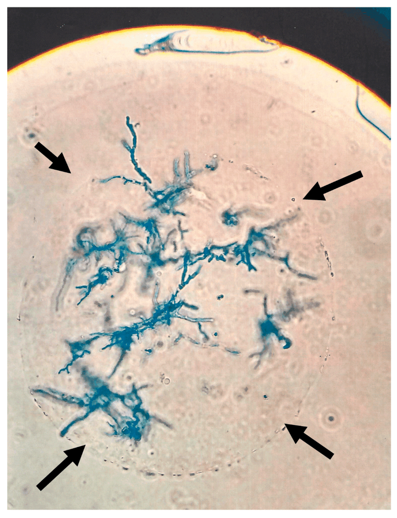 Microbiolres 14 00126 g002 Microbiolres 14 00126 g002