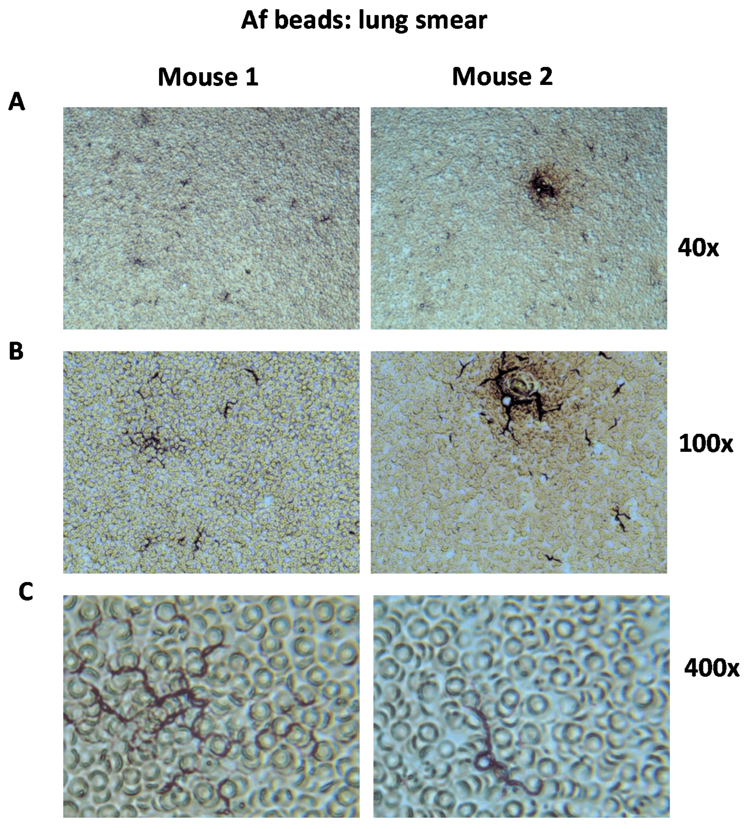 Microbiolres 14 00126 g005 Microbiolres 14 00126 g005