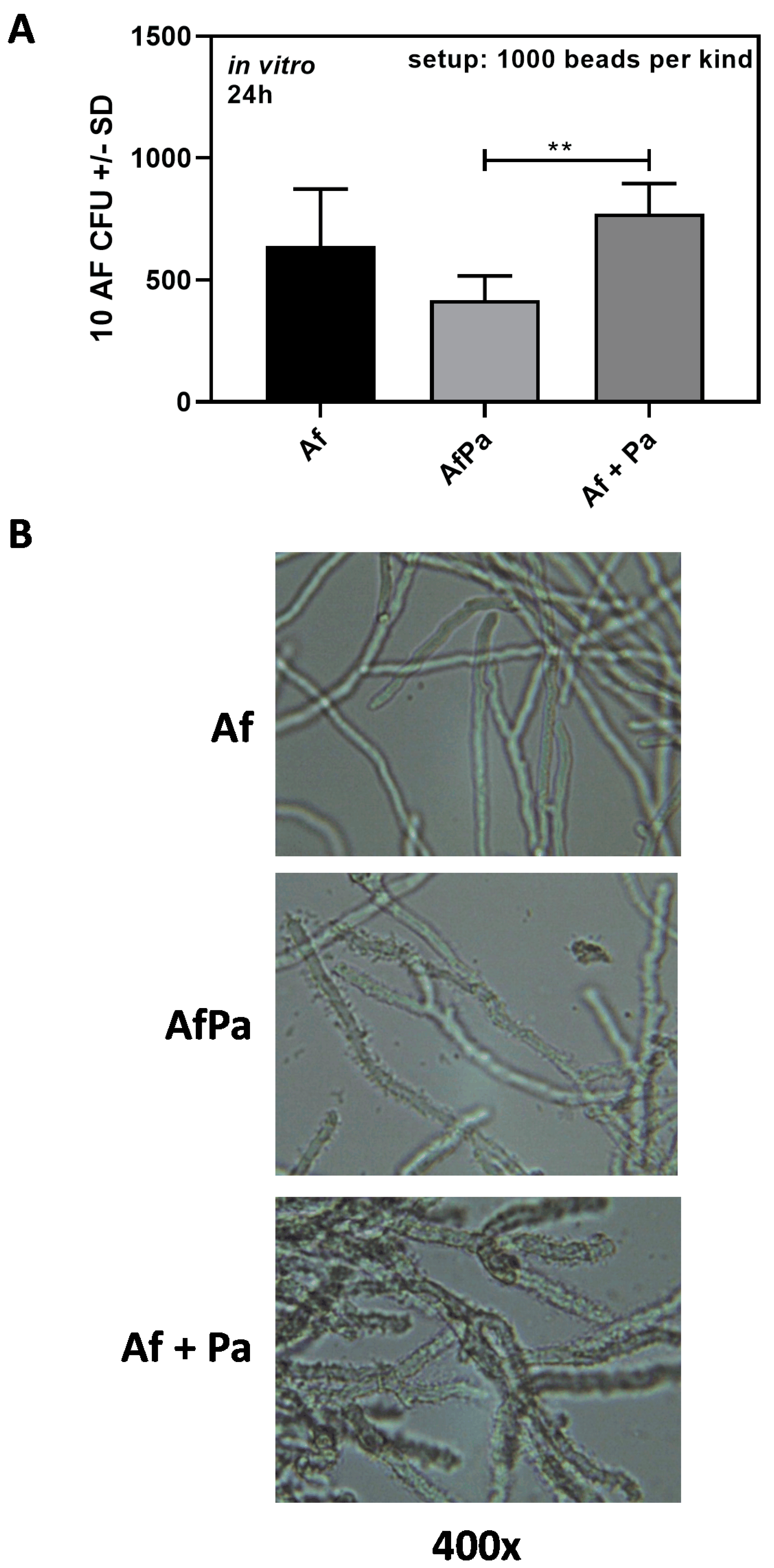 Microbiolres 14 00126 g008 Microbiolres 14 00126 g008
