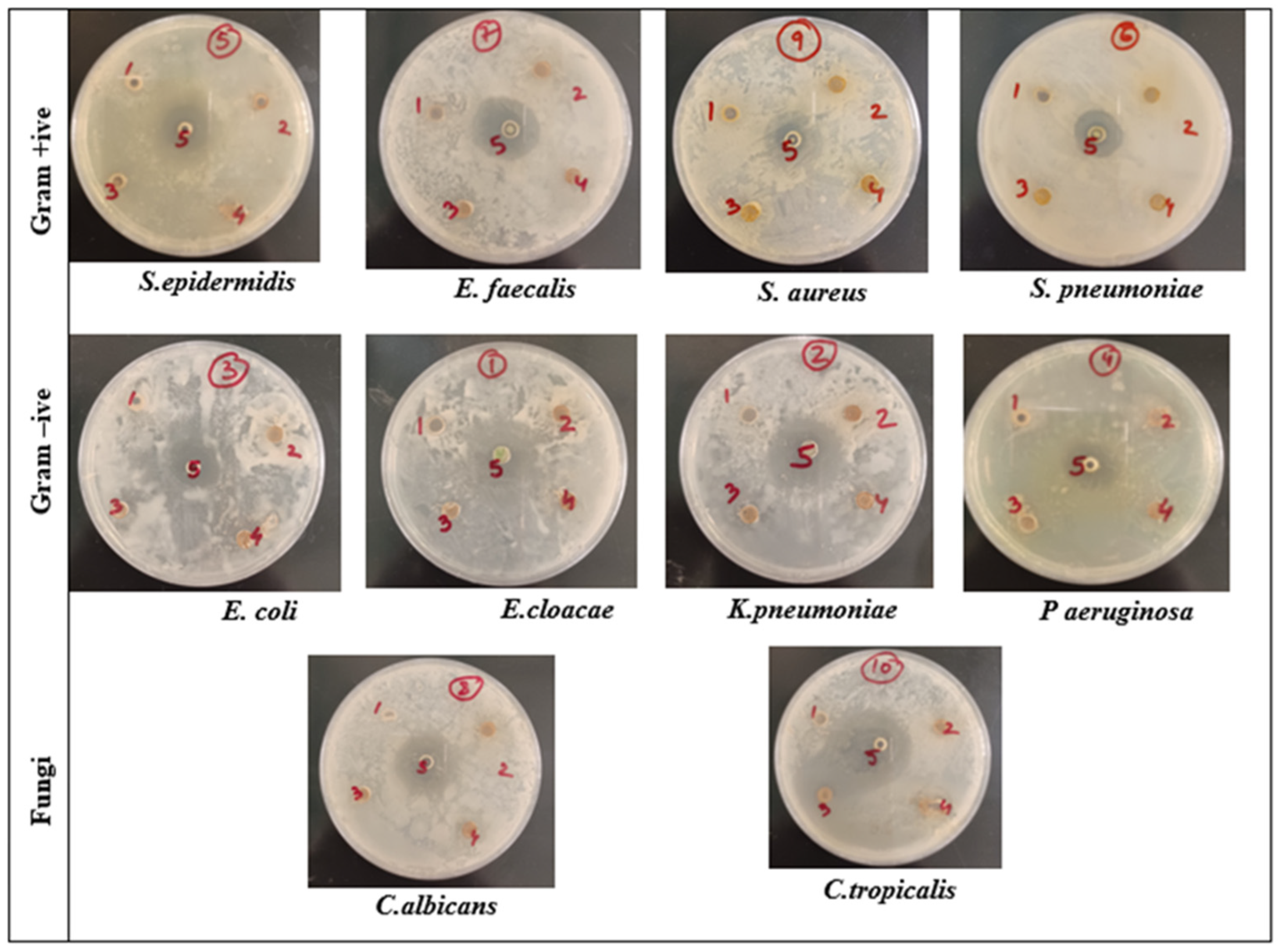 Microbiolres 14 00128 g006 Microbiolres 14 00128 g006