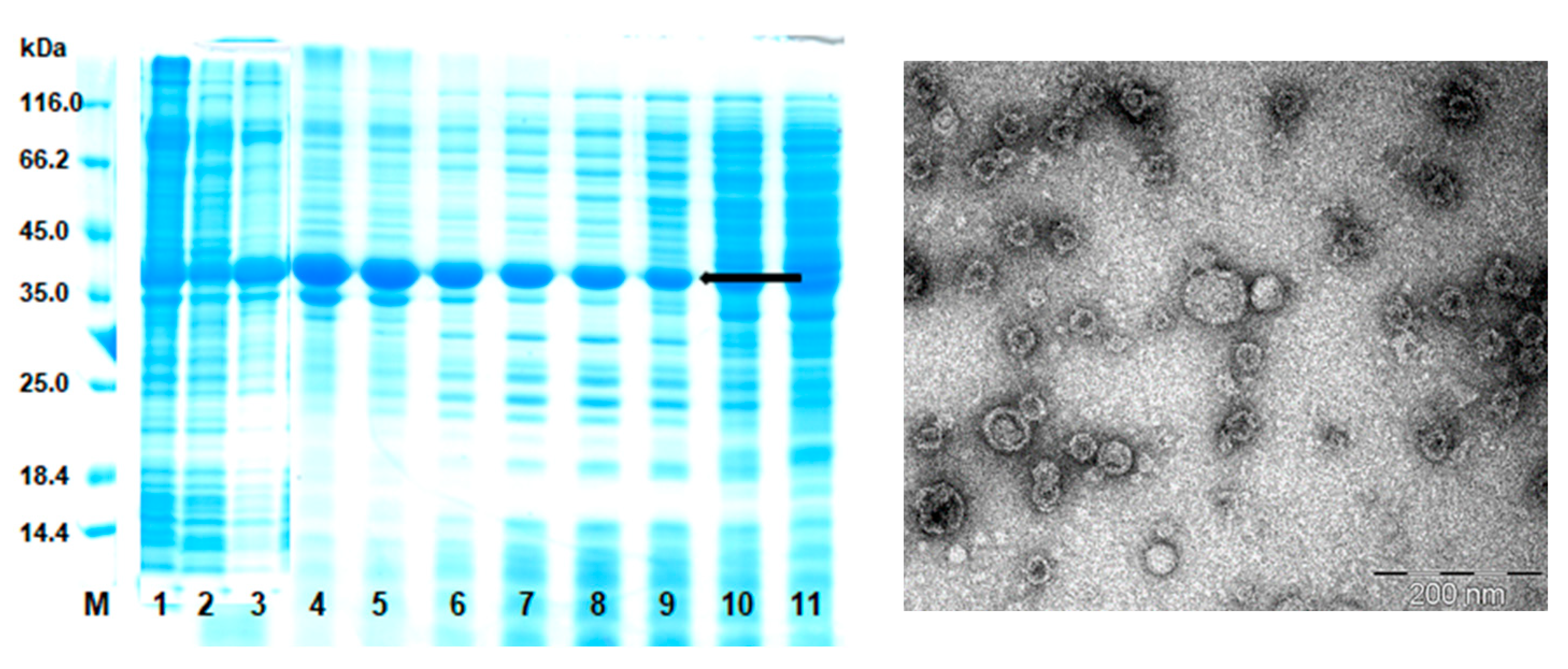 Microbiolres 14 00136 g001 Microbiolres 14 00136 g001