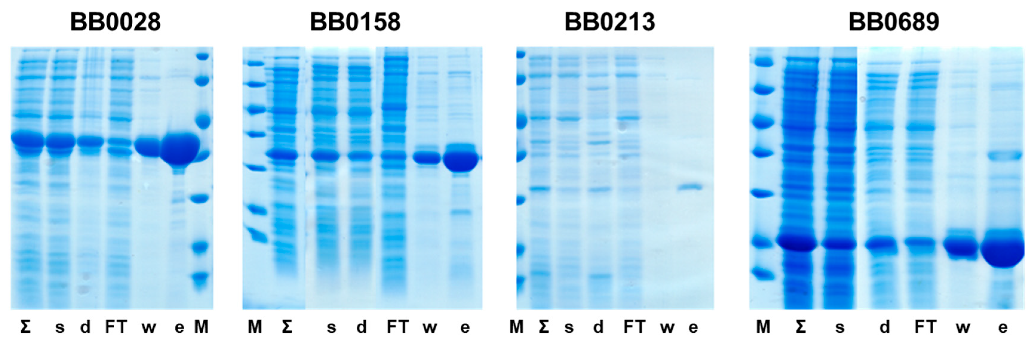 Microbiolres 14 00136 g002 Microbiolres 14 00136 g002