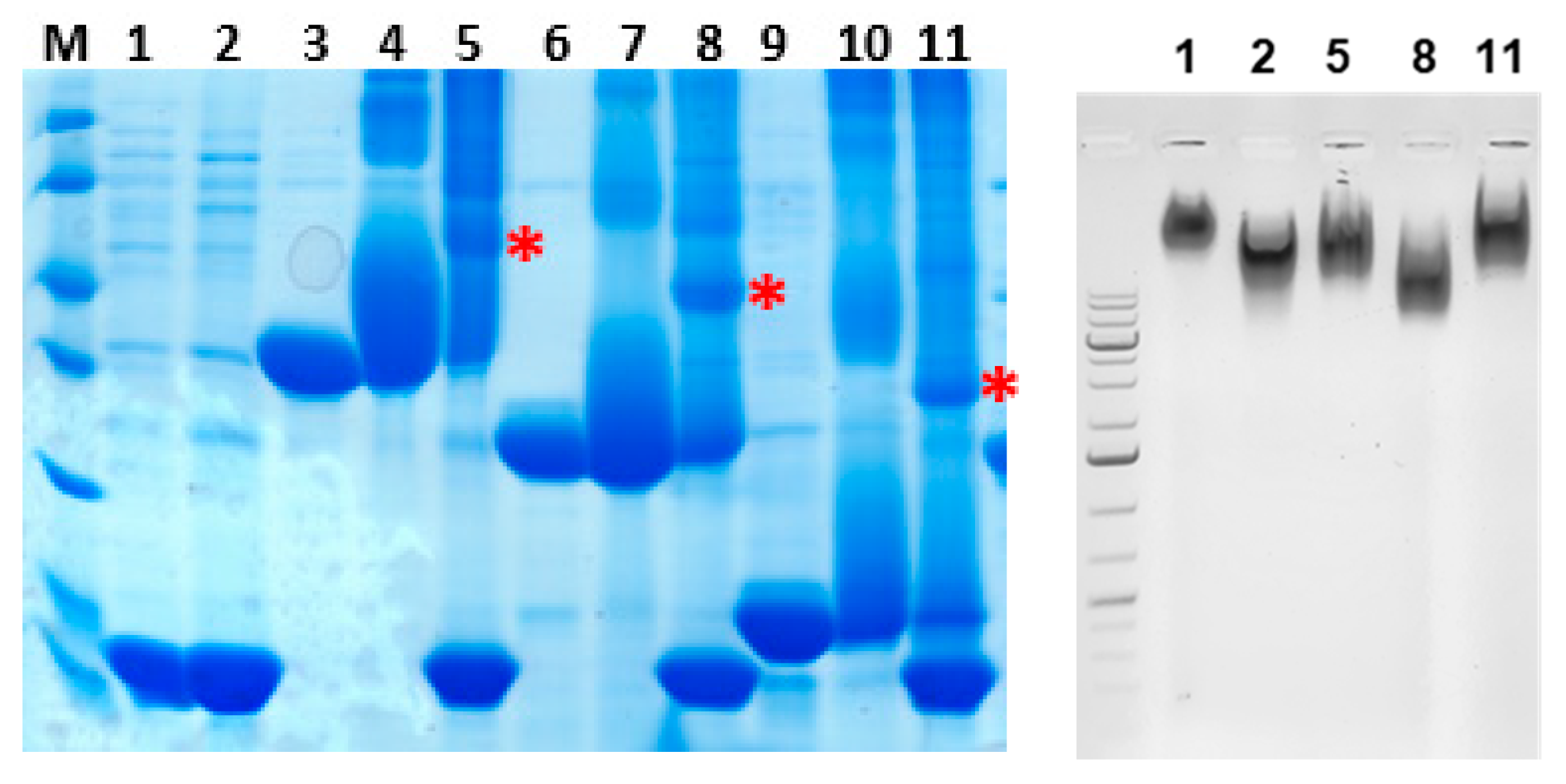 Microbiolres 14 00136 g003 Microbiolres 14 00136 g003
