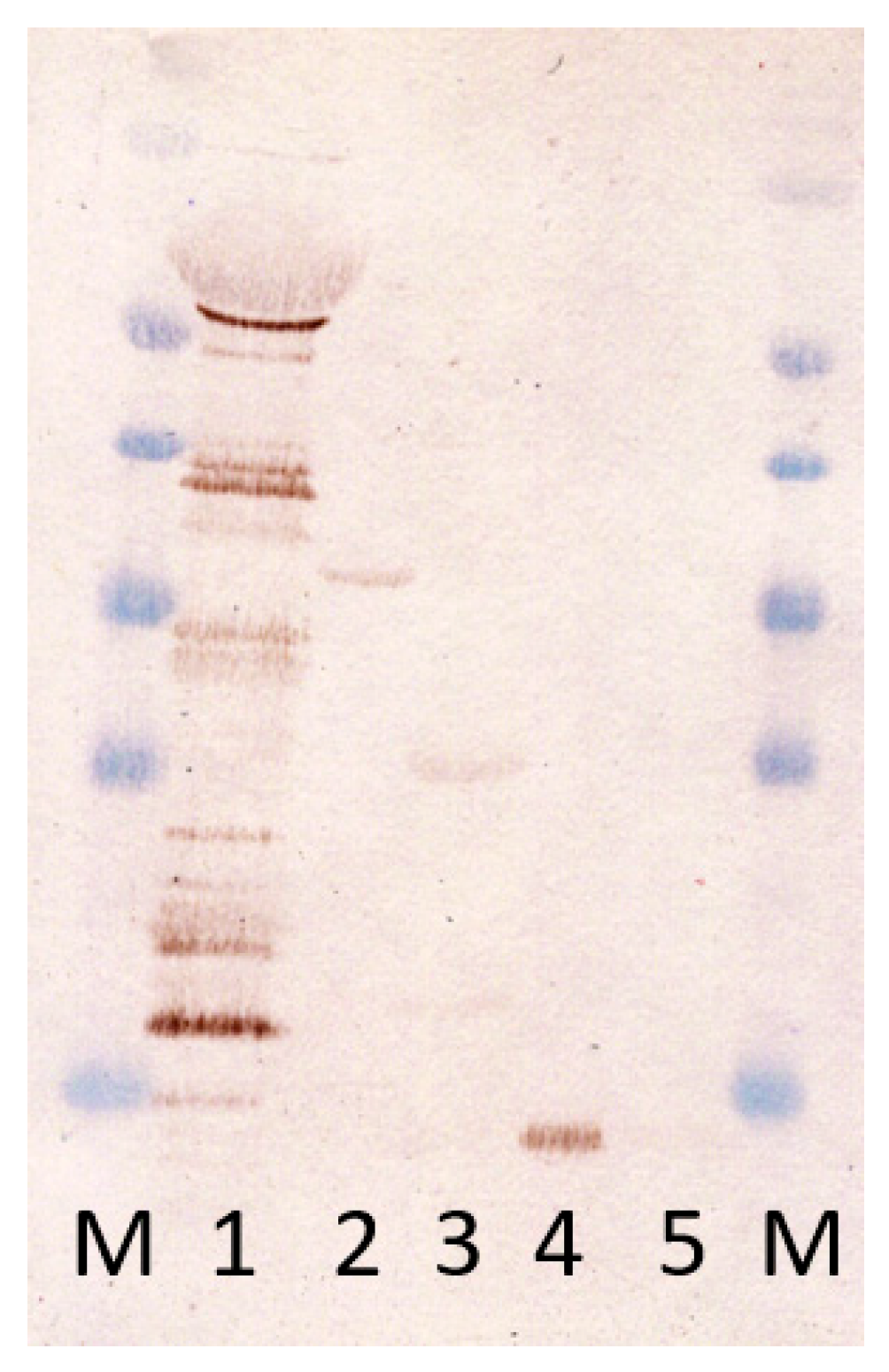 Microbiolres 14 00136 g004 Microbiolres 14 00136 g004