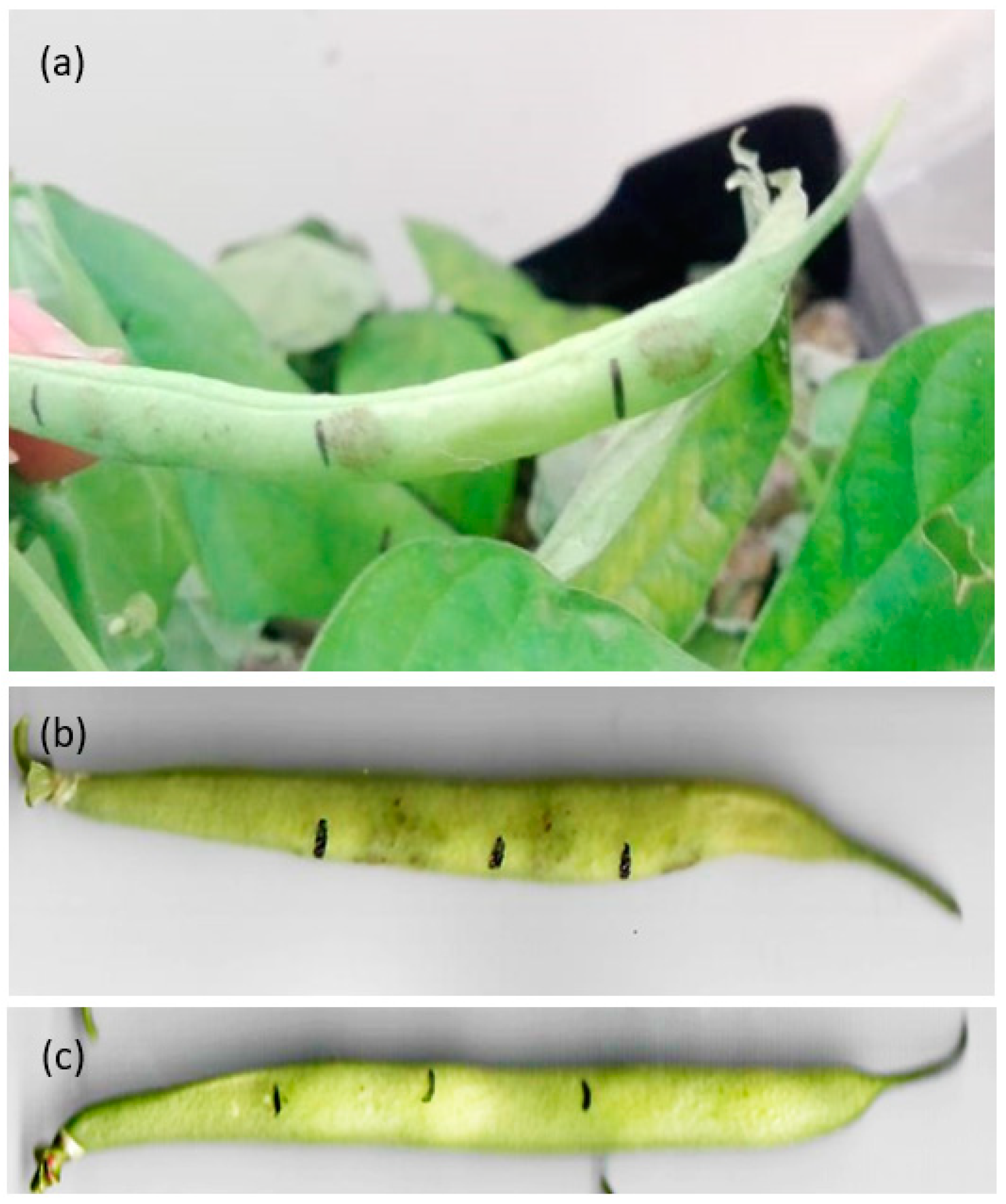 Microbiolres 14 00139 g001